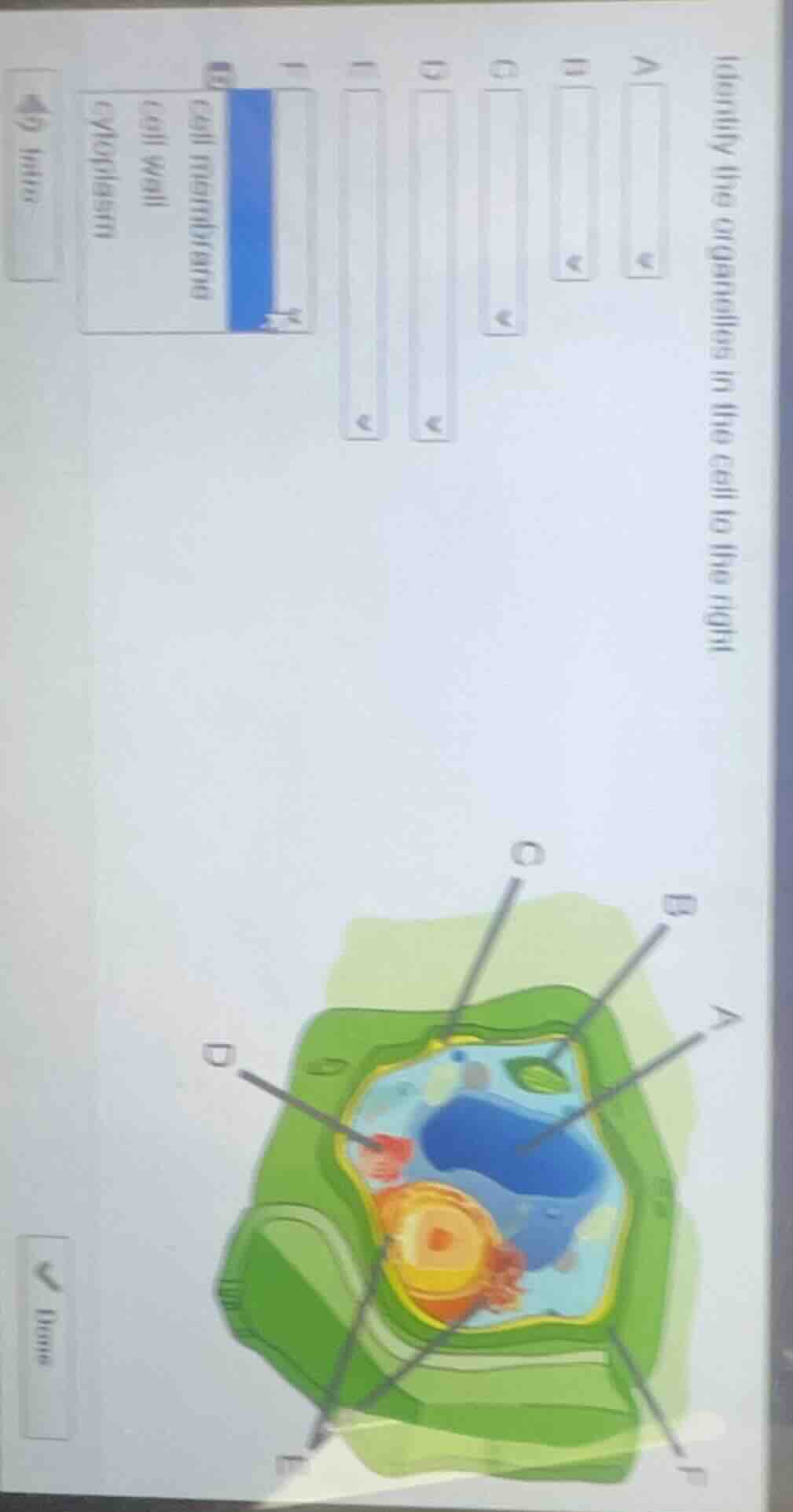 identify the organelles in the cell to the right