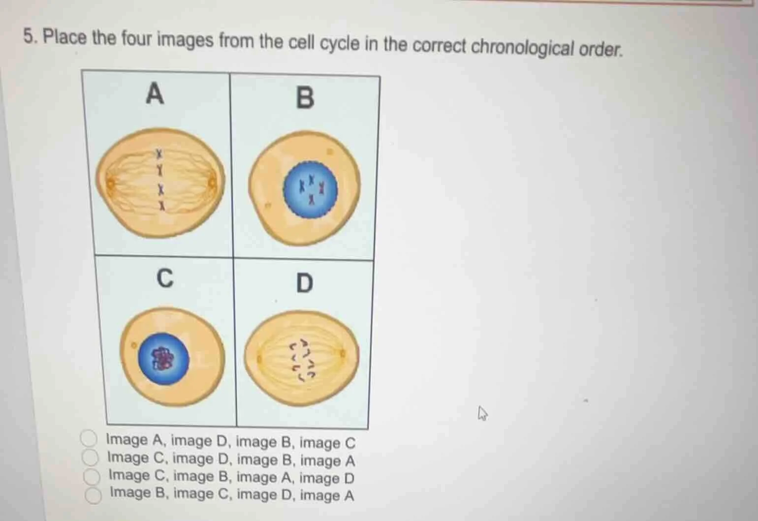 5. place the four images from the cell cycle in the correct chronologic…