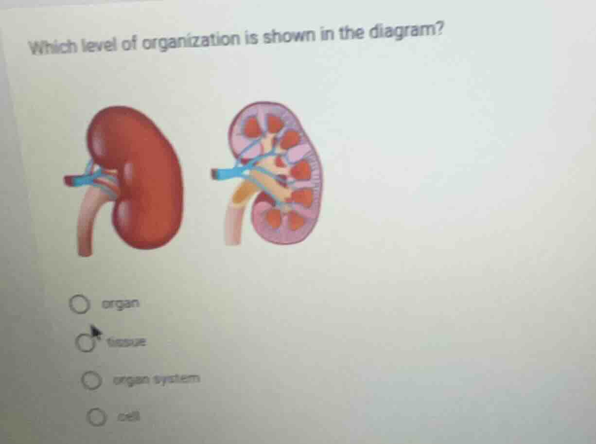 which level of organization is shown in the diagram? organ tissue organ…