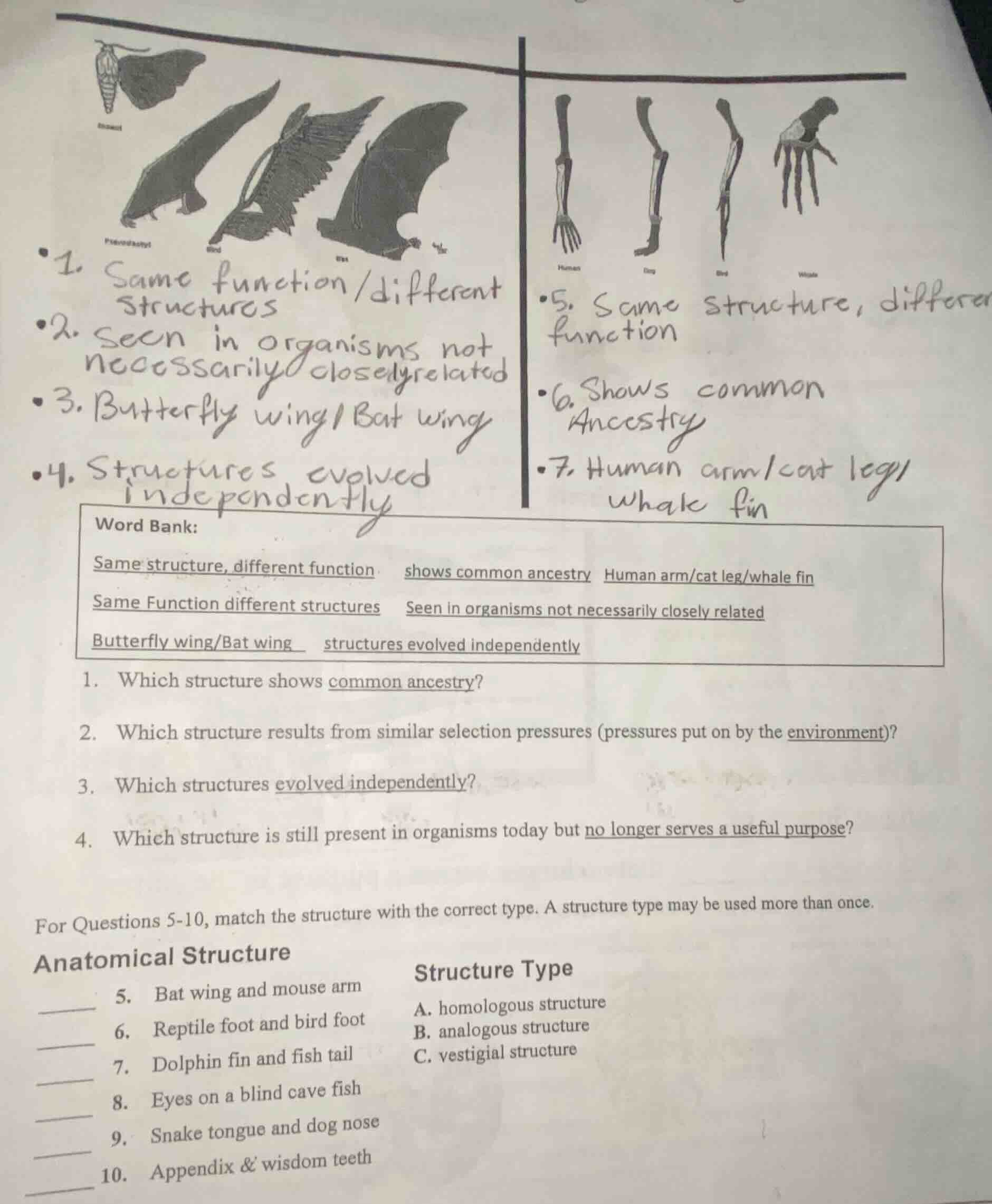 word bank: same structure, different function shows common ancestry hum…
