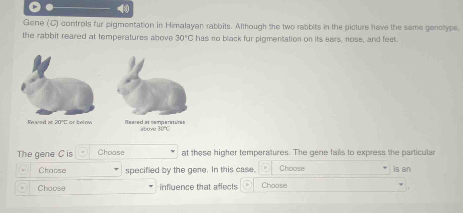 gene (c) controls fur pigmentation in himalayan rabbits. although the t…