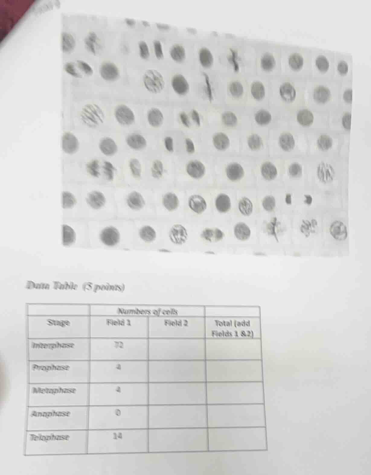 data table (3 points) | stage | numbers of cells - field 1 | numbers of…
