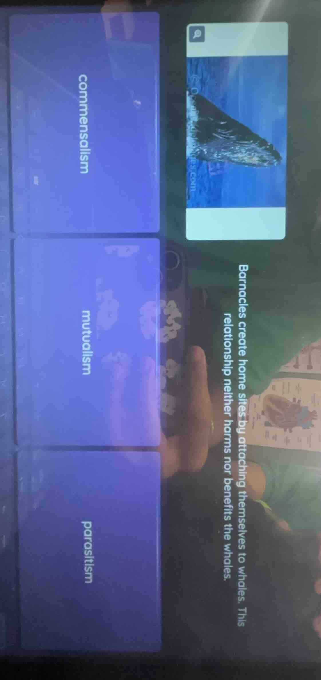 barnacles create home sites by attaching themselves to whales. this rel…