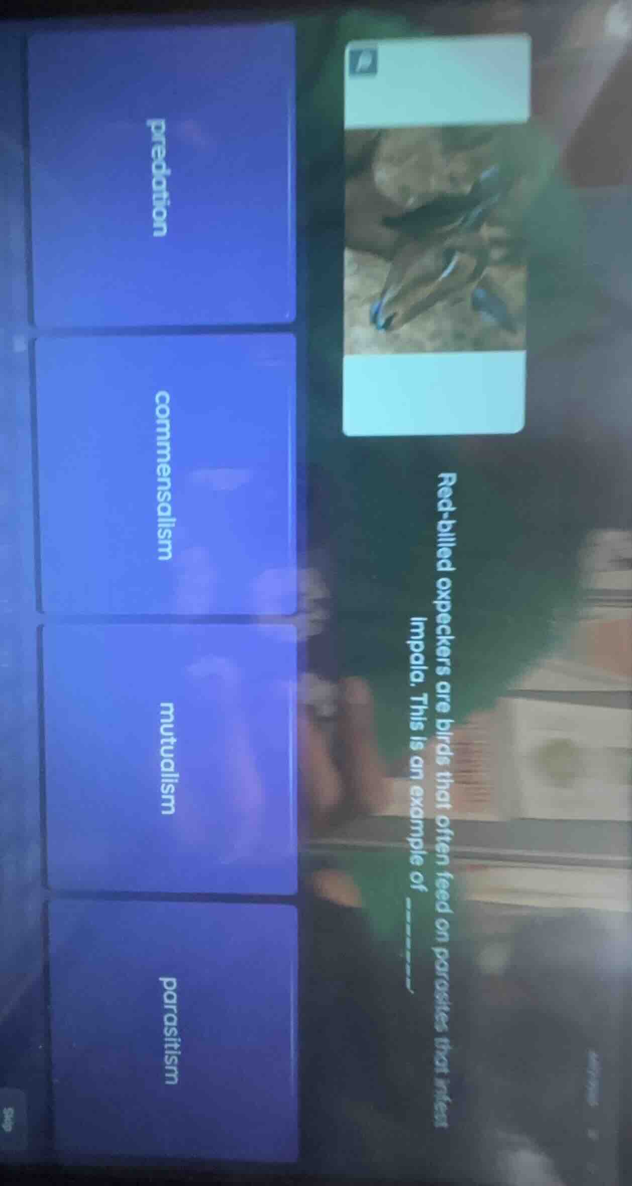 red - billed oxpeckers are birds that often feed on parasites that infe…