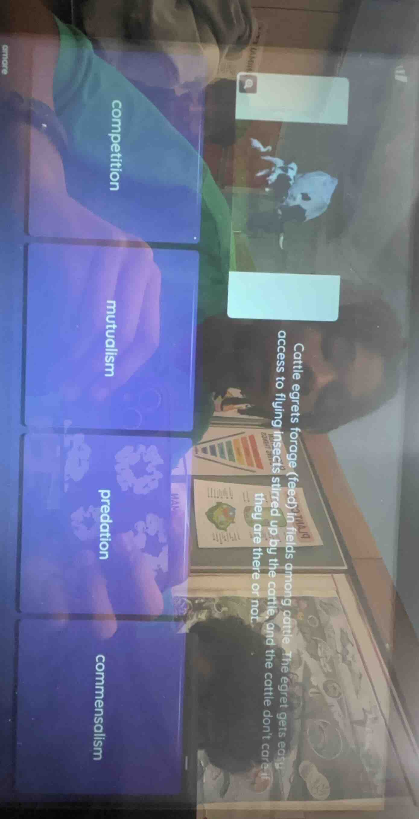 cattle egrets forage (feed) in fields among cattle. the egret gets easy…