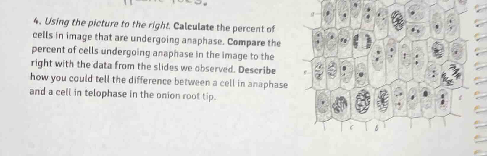 4. using the picture to the right. calculate the percent of cells in im…