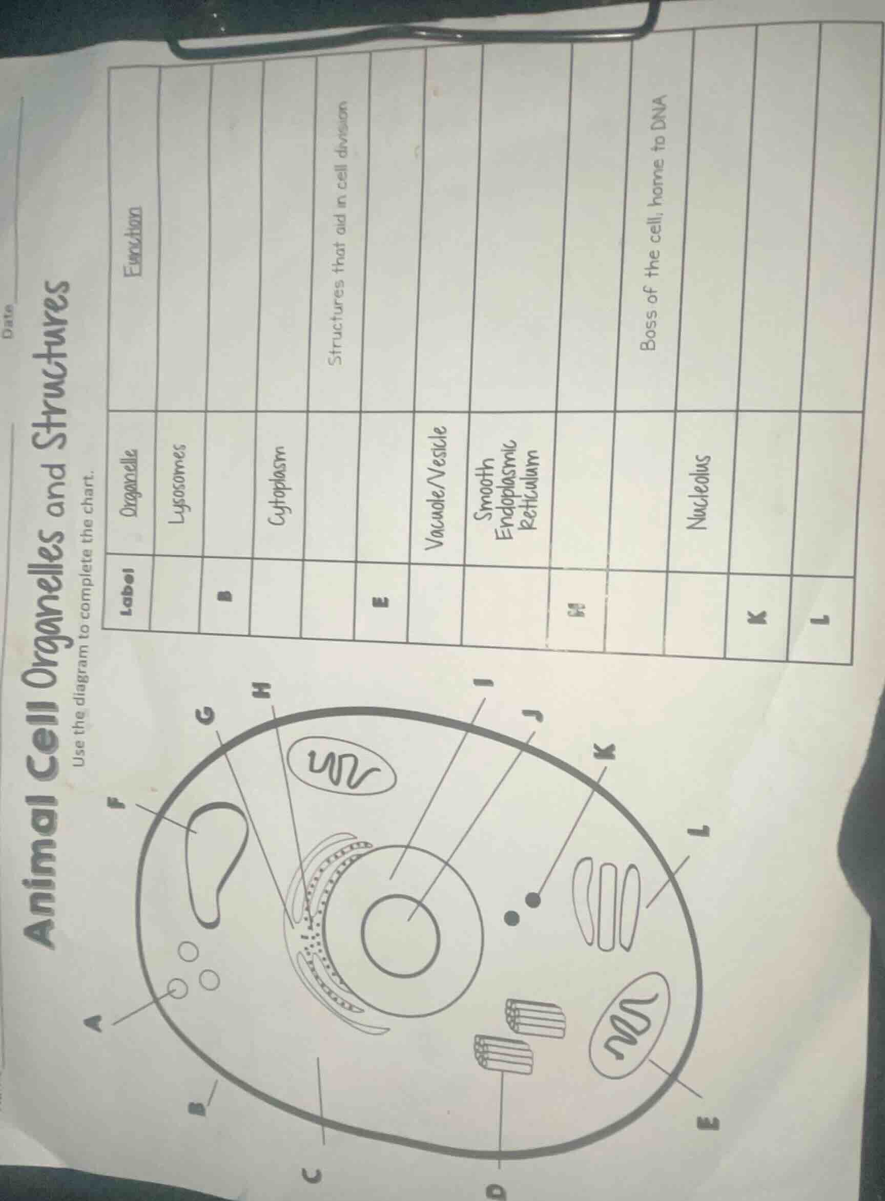 animal cell organelles and structures use the diagram to complete the c…