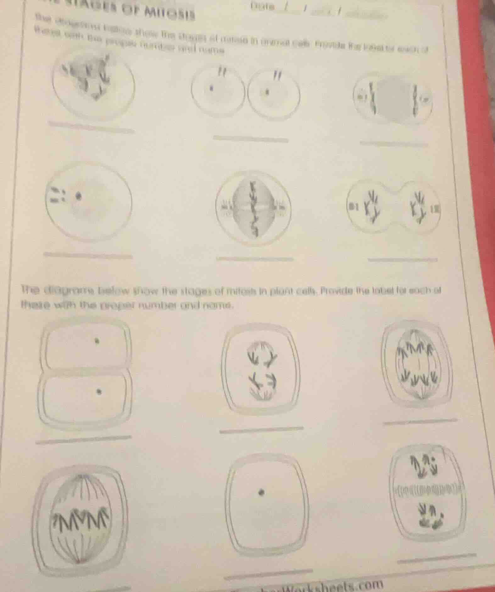 stages of mitosis the diagrams below show the stages of mitosis in anim…