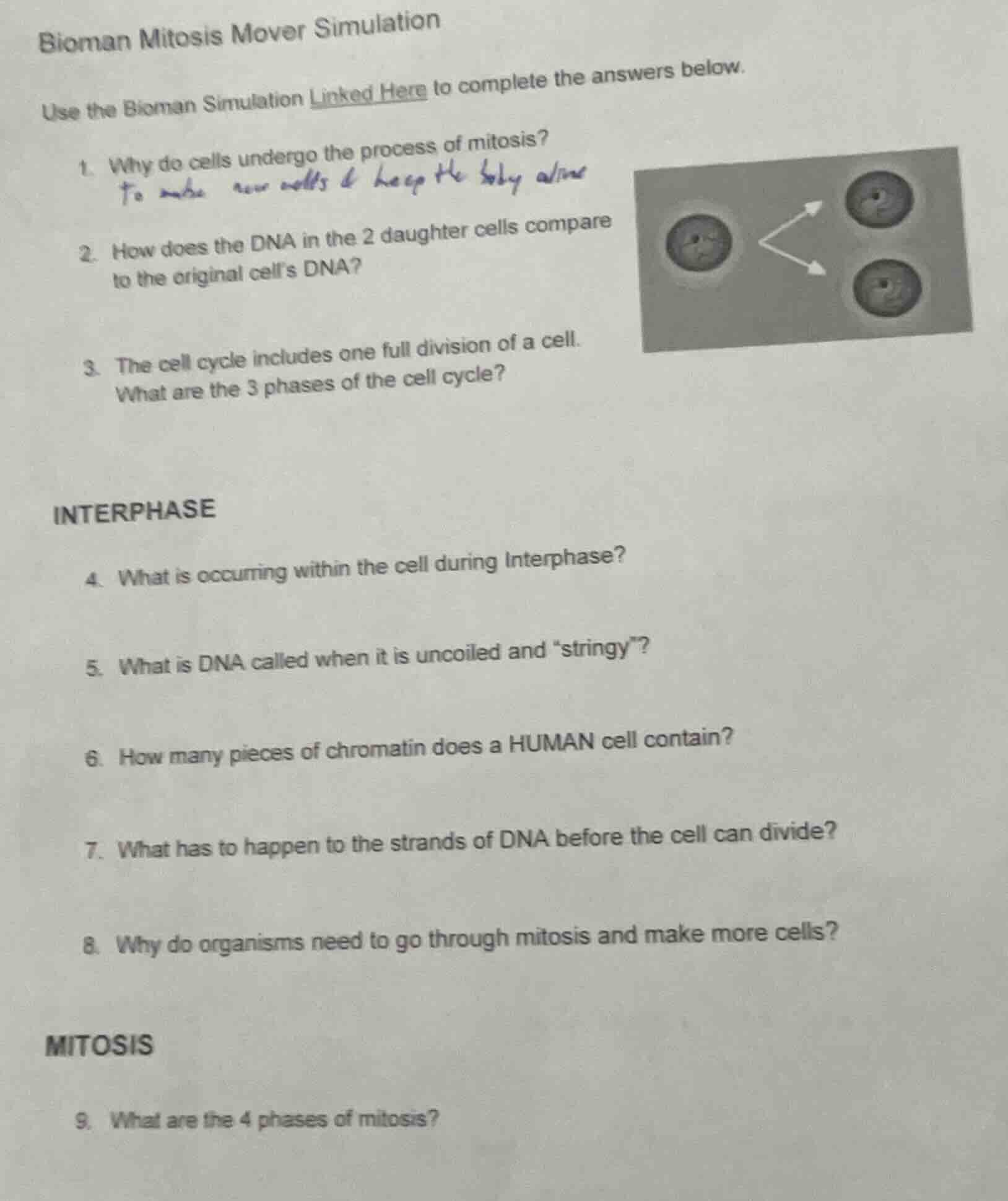 bioman mitosis mover simulation use the bioman simulation linked here t…