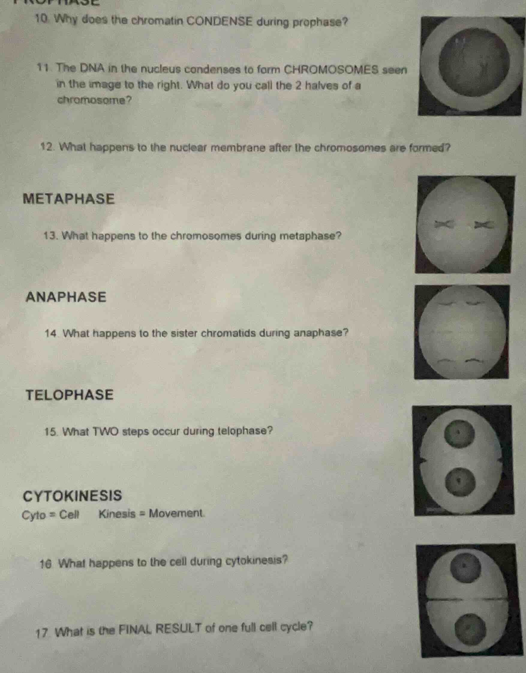 10. why does the chromatin condense during prophase? 11. the dna in the…