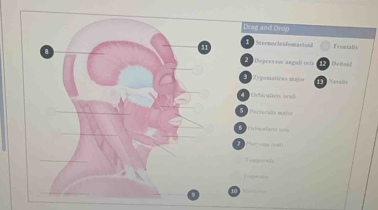 drag and drop 1 sternocleidomastoid 11 frontalis 2 depressor anguli ori…