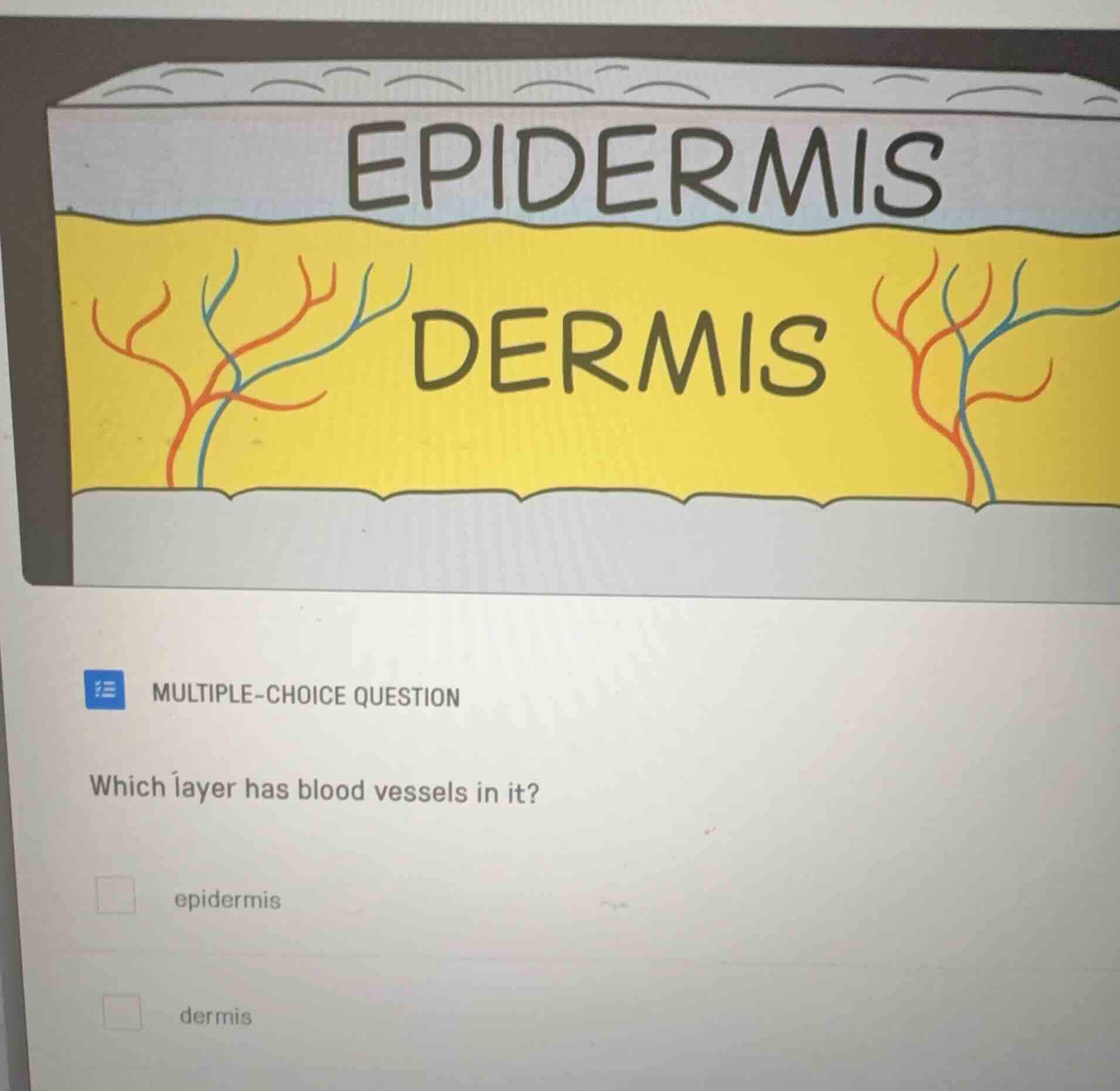 multiple-choice question which layer has blood vessels in it? epidermis…