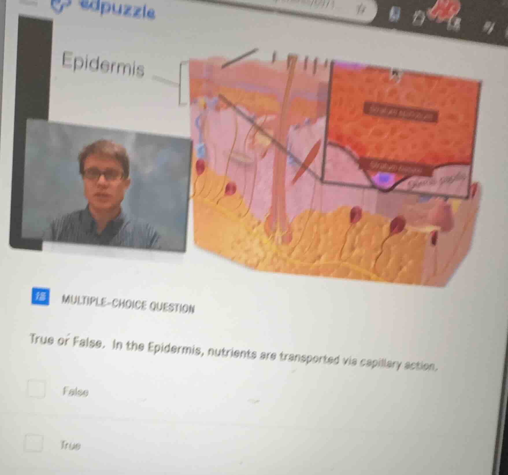 multiple-choice question true or false. in the epidermis, nutrients are…