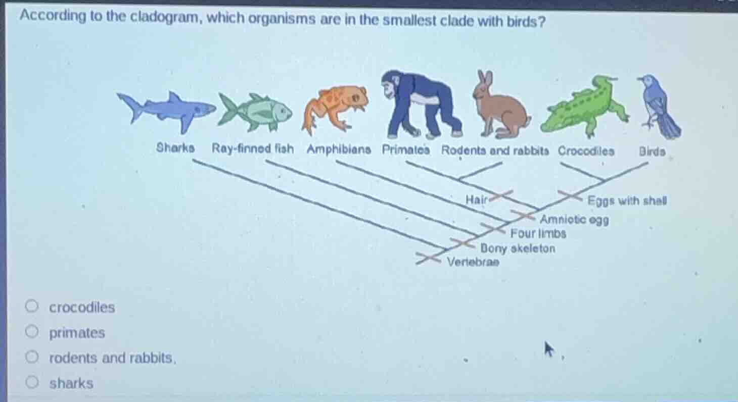 according to the cladogram, which organisms are in the smallest clade w…