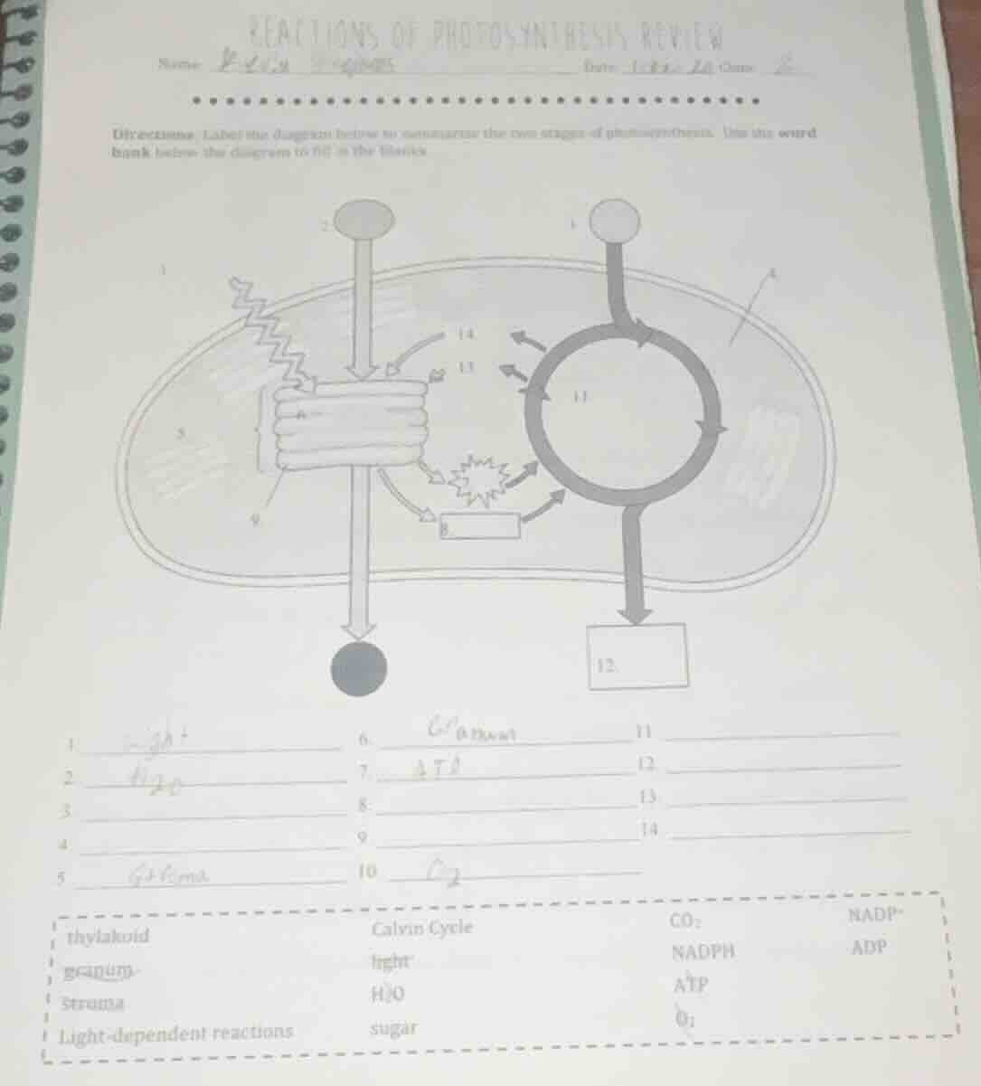 reactions of photosynthesis review name date directions: label the diag…
