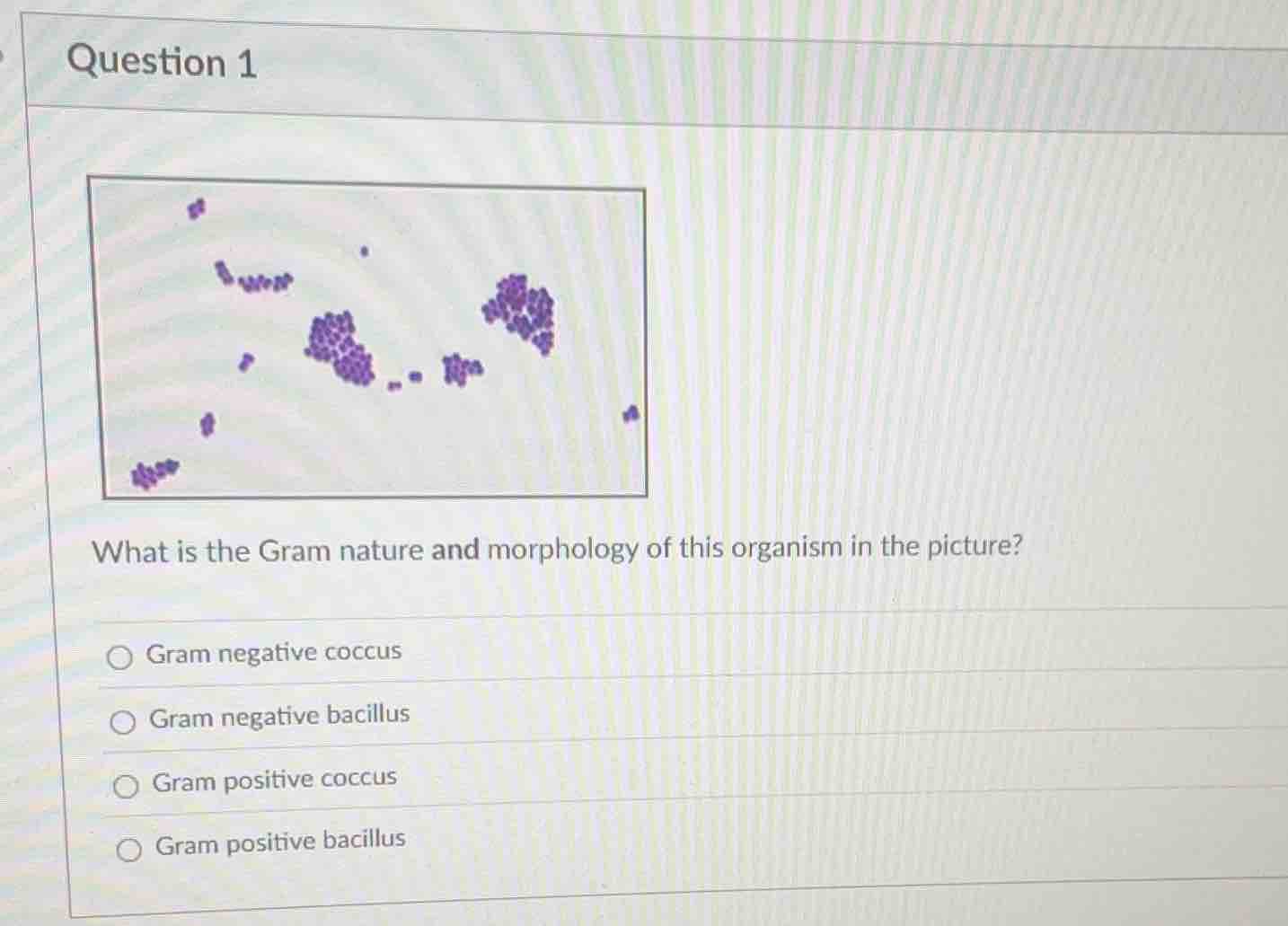 question 1 what is the gram nature and morphology of this organism in t…