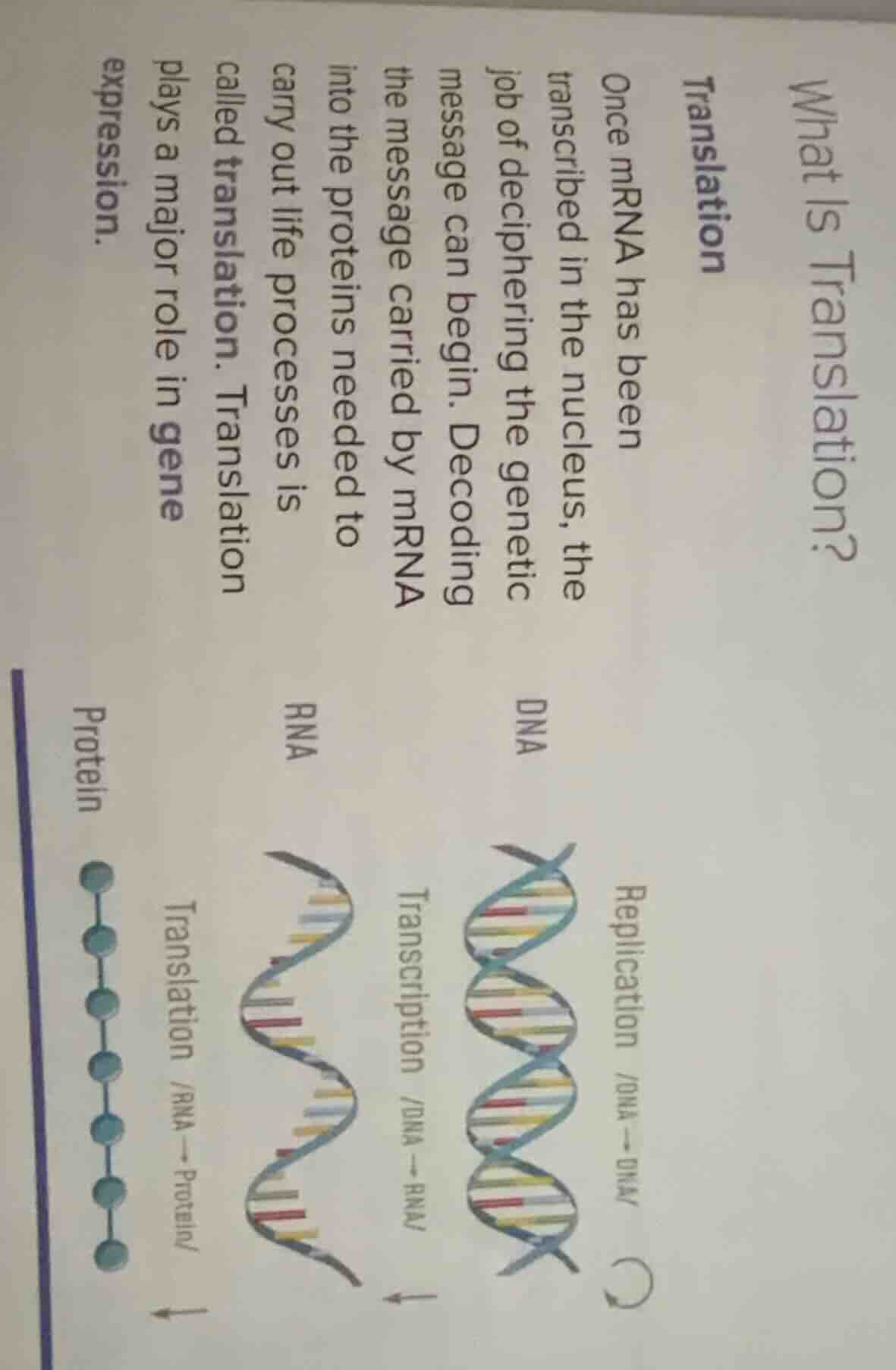 what is translation? translation once mrna has been transcribed in the …
