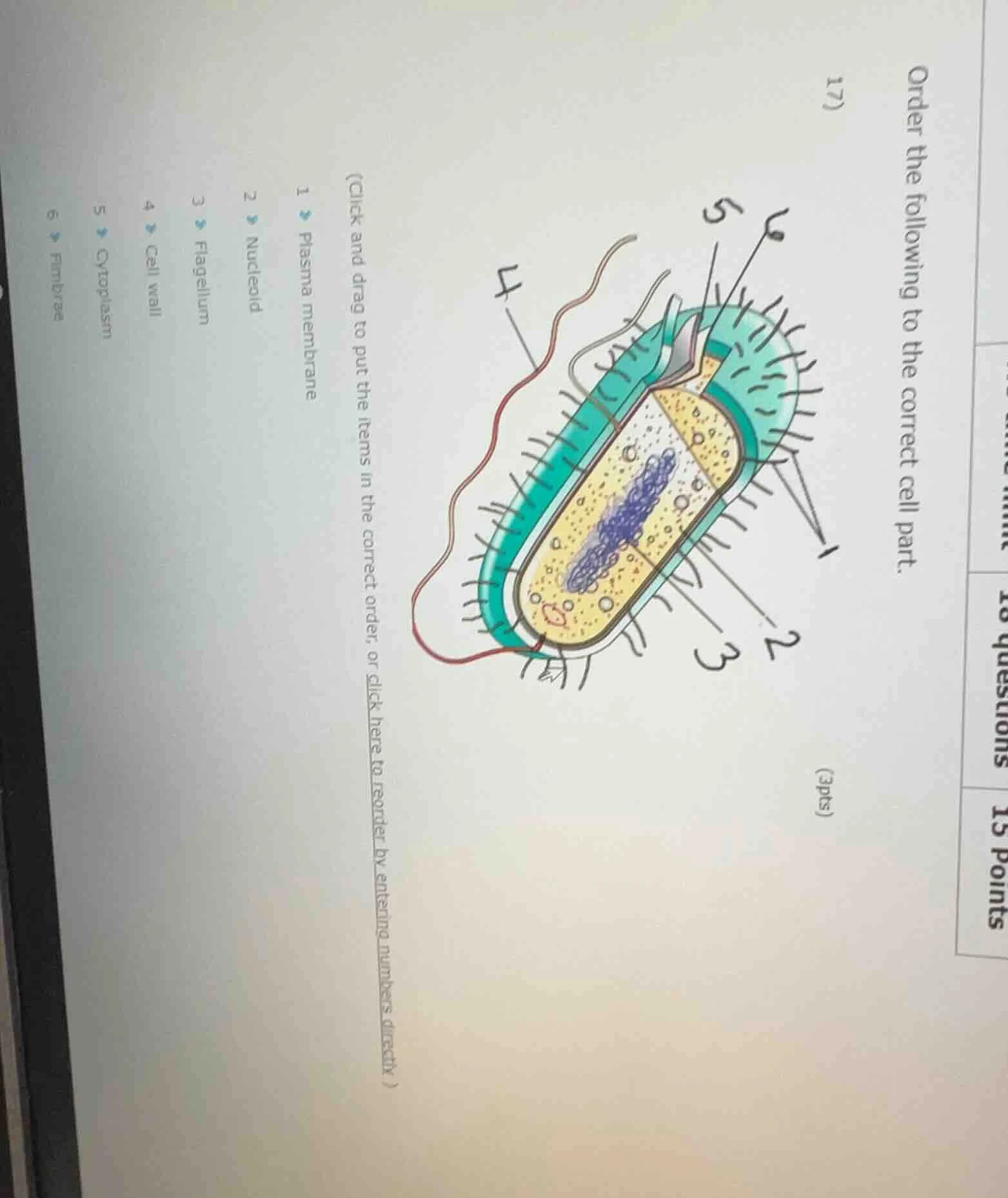 17) order the following to the correct cell part. (click and drag to pu…