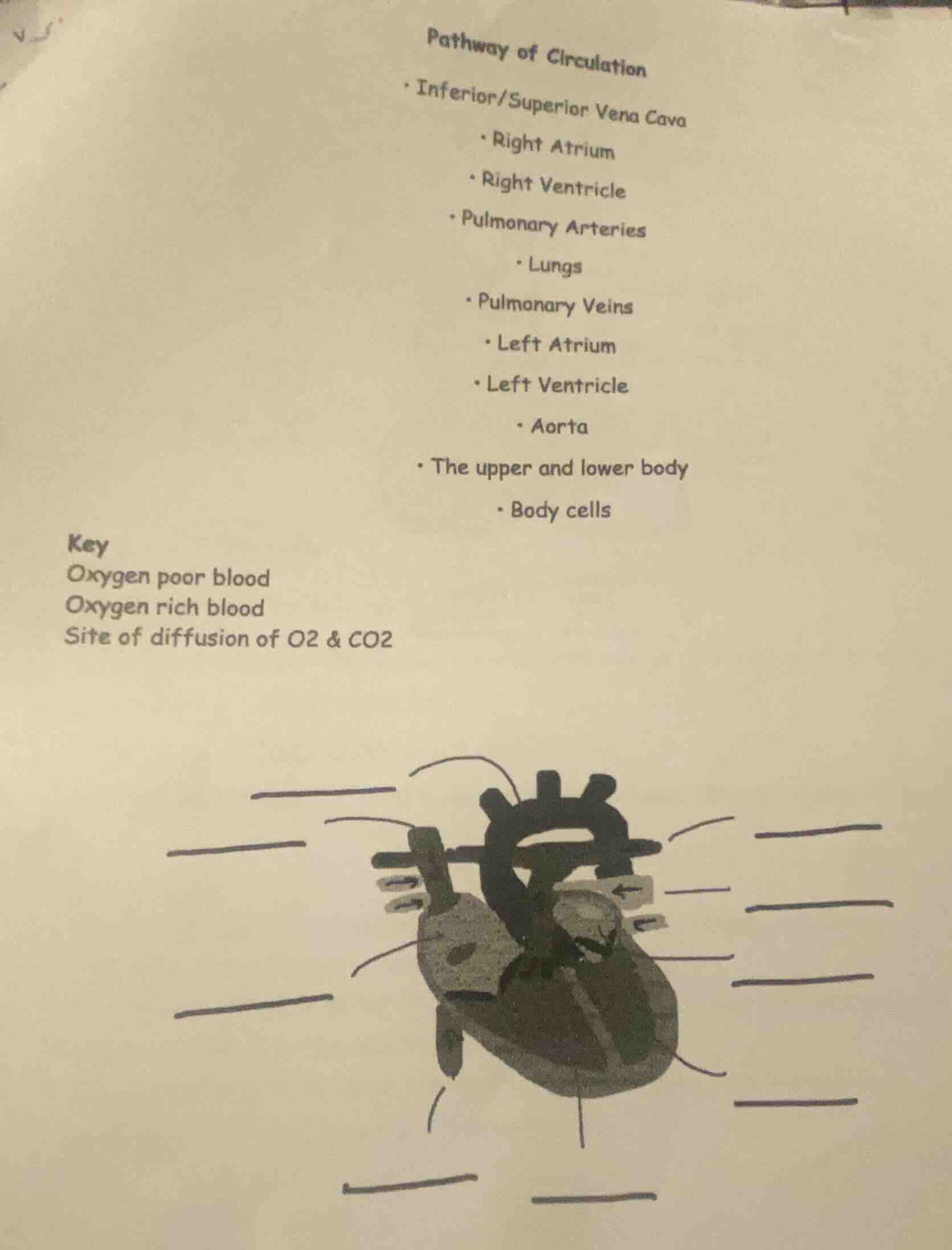 pathway of circulation - inferior/superior vena cava - right atrium - r…