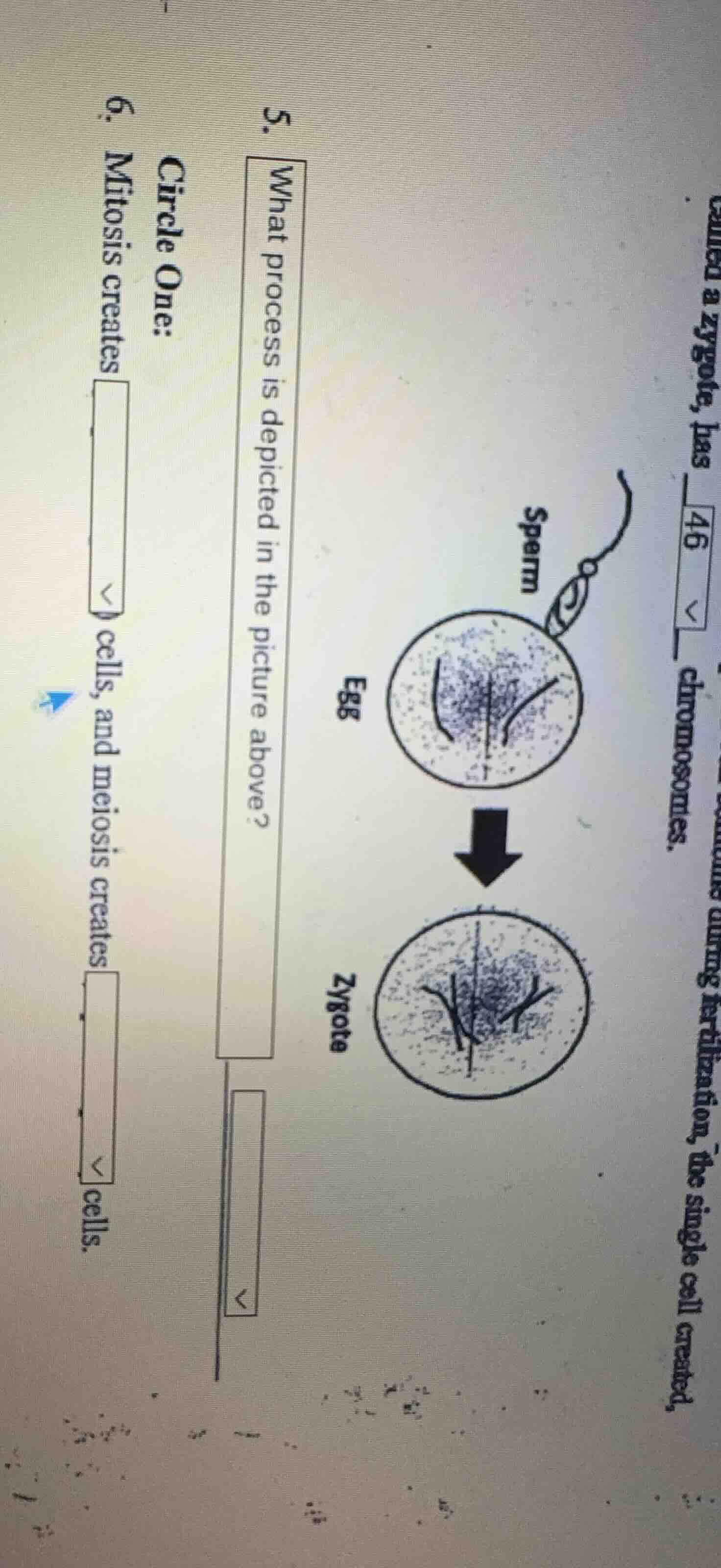 5. what process is depicted in the picture above? 6. circle one: mitosi…