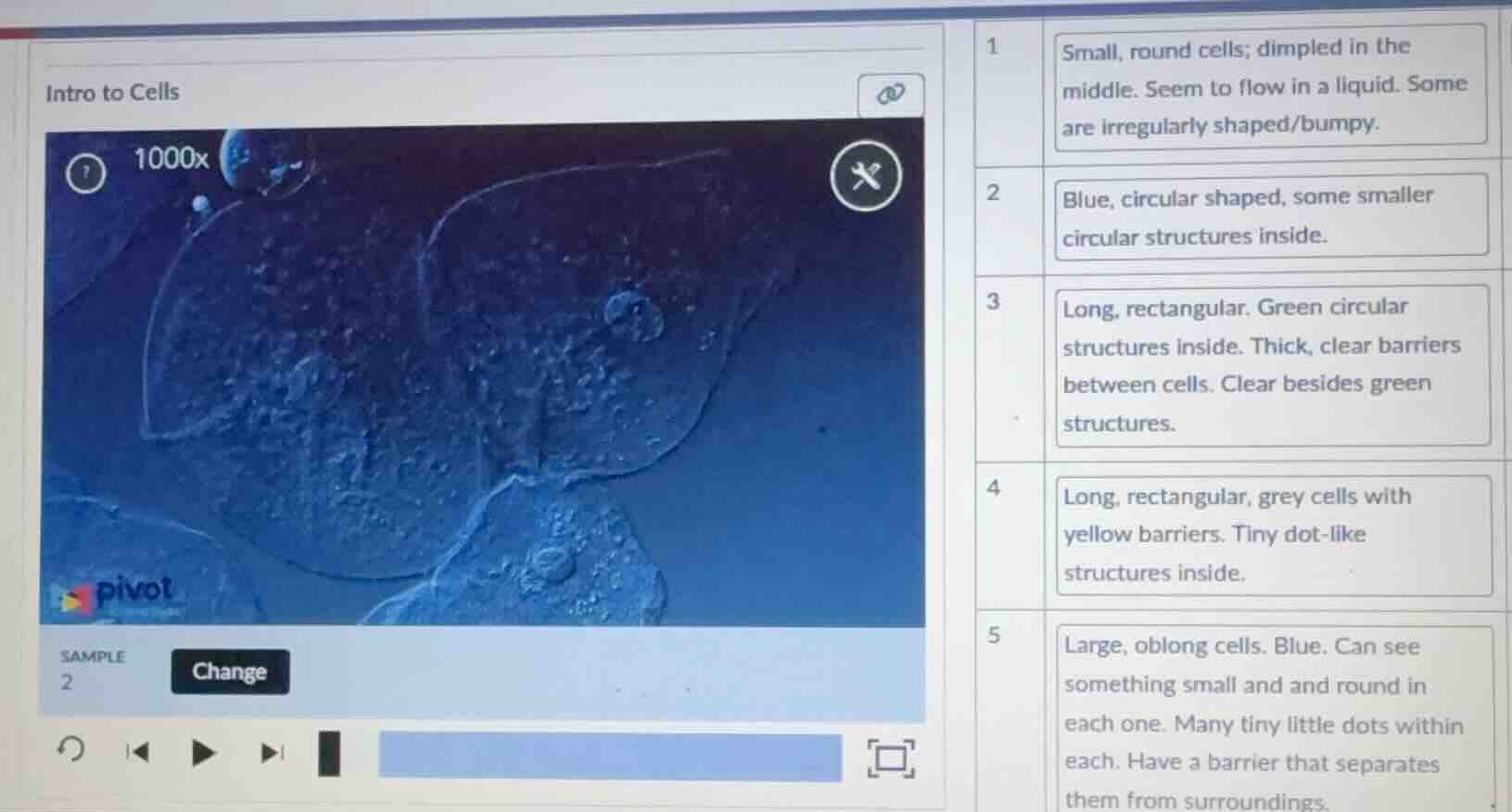 intro to cells sample 2 change 1 small, round cells; dimpled in the mid…