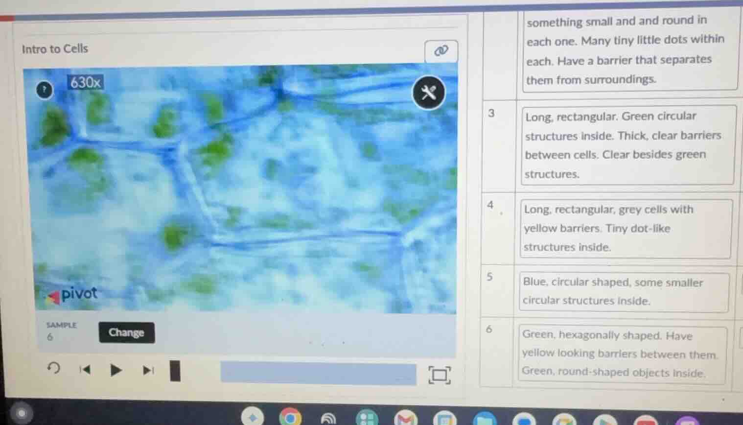 intro to cells 3 long, rectangular. green circular structures inside. t…