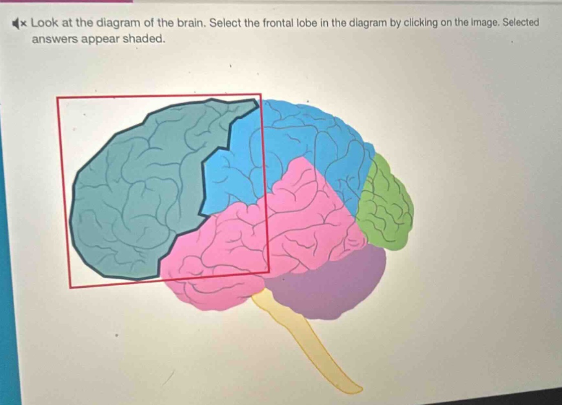 look at the diagram of the brain. select the frontal lobe in the diagra…