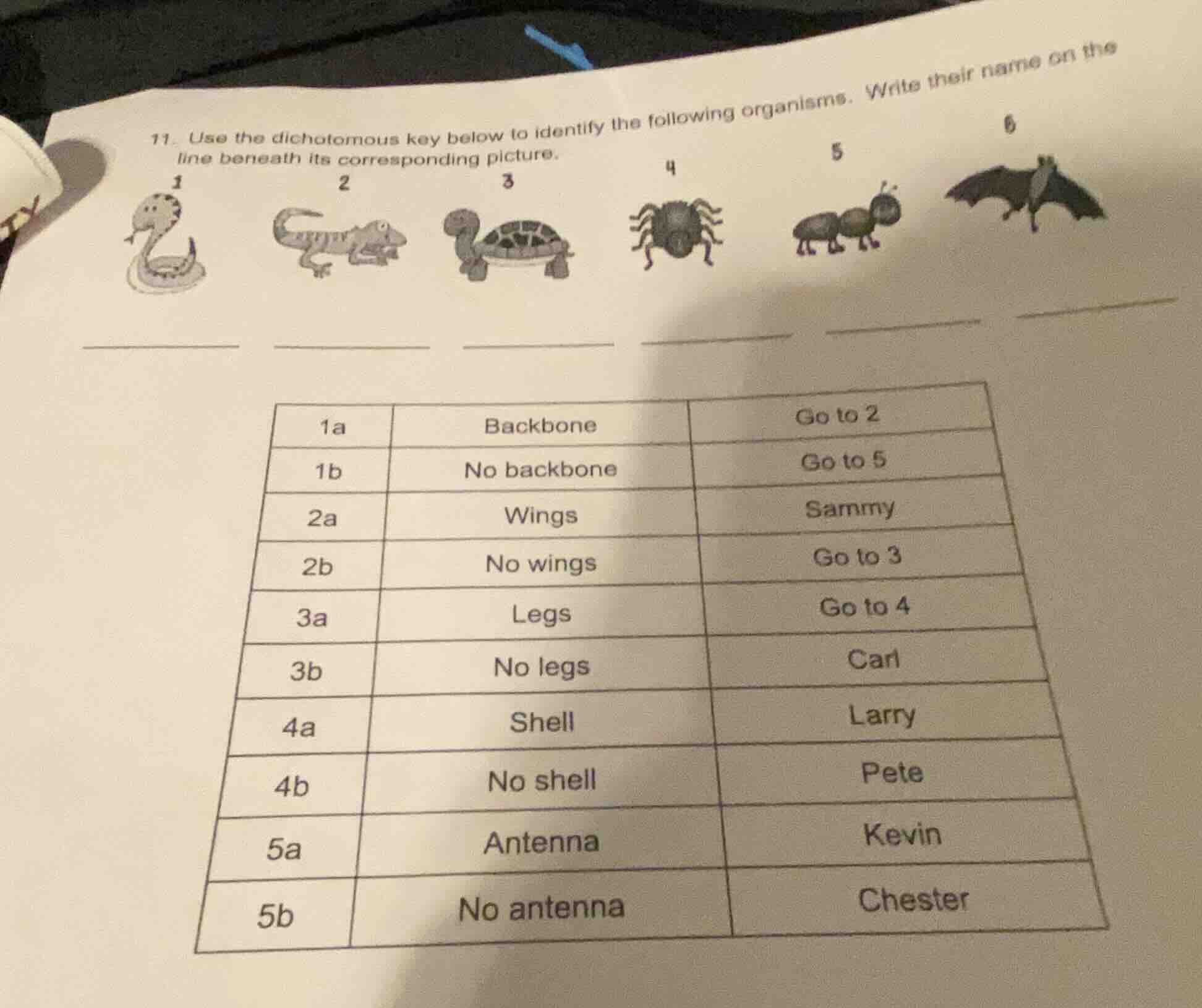 11. use the dichotomous key below to identify the following organisms. …