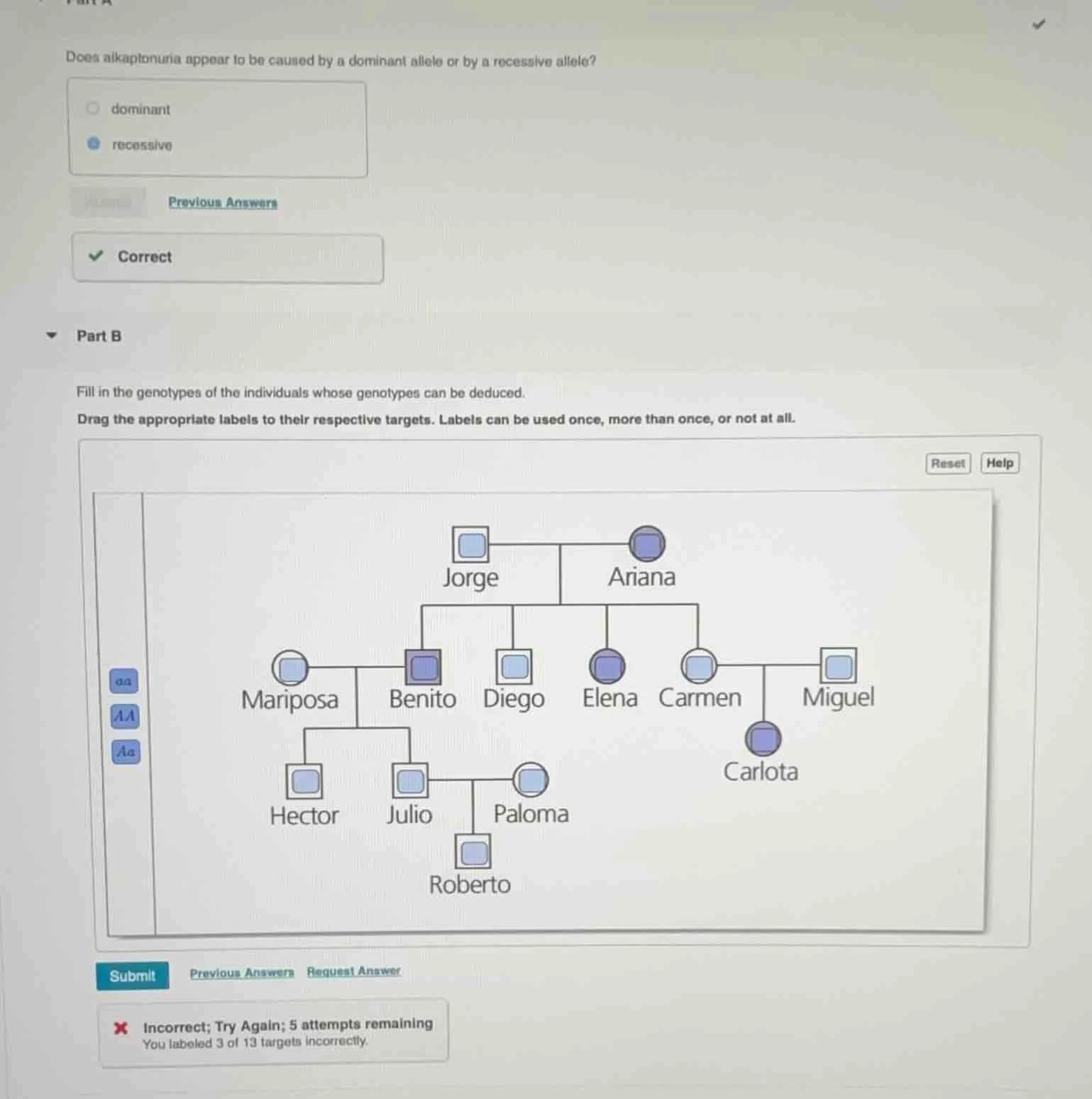 does alkaptonuria appear to be caused by a dominant allele or by a rece…