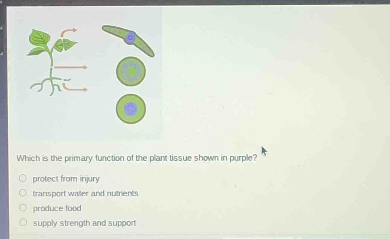 which is the primary function of the plant tissue shown in purple? prot…