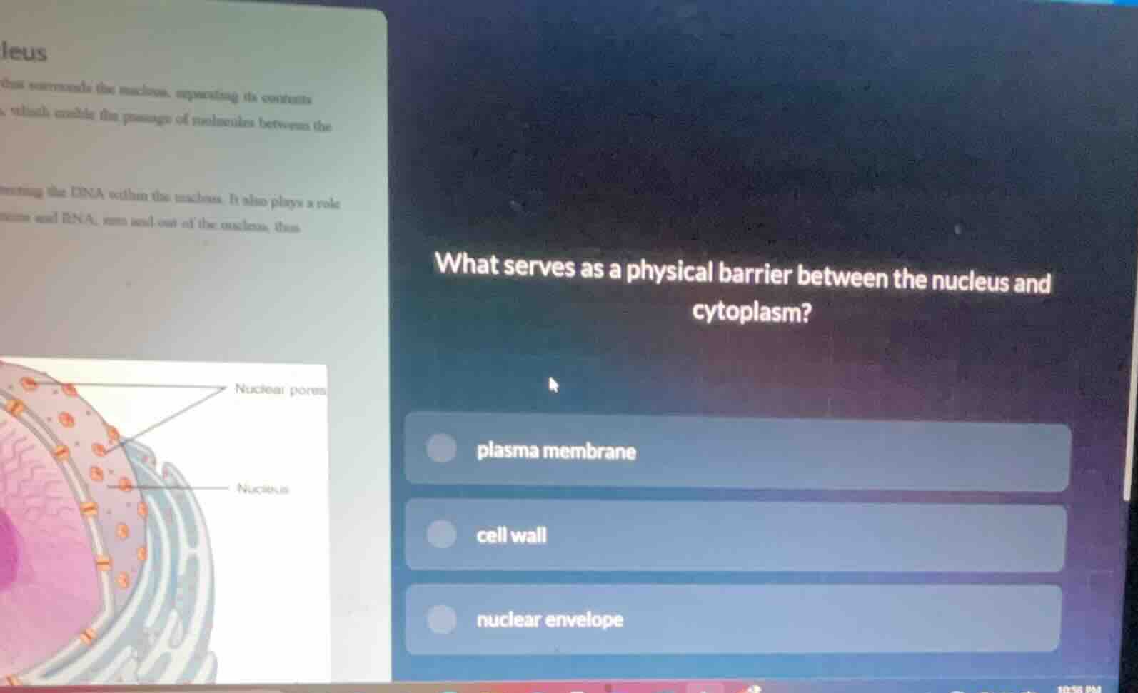 what serves as a physical barrier between the nucleus and cytoplasm? pl…