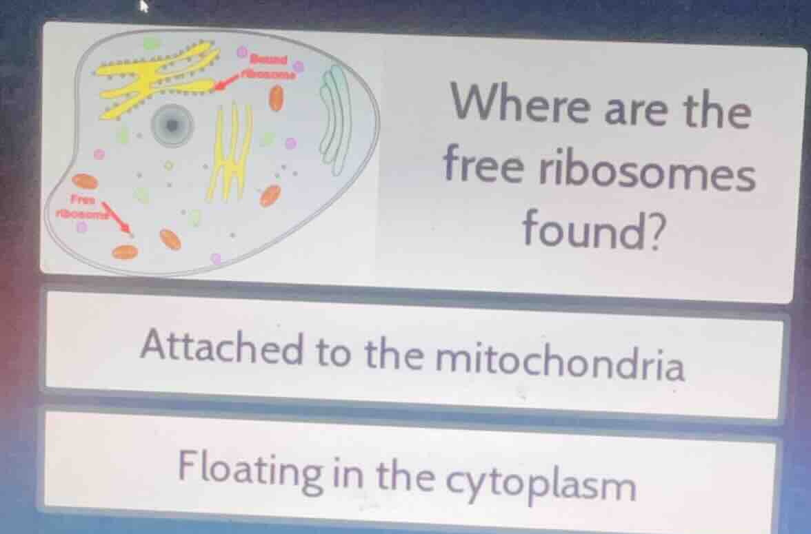 where are the free ribosomes found? attached to the mitochondria floati…