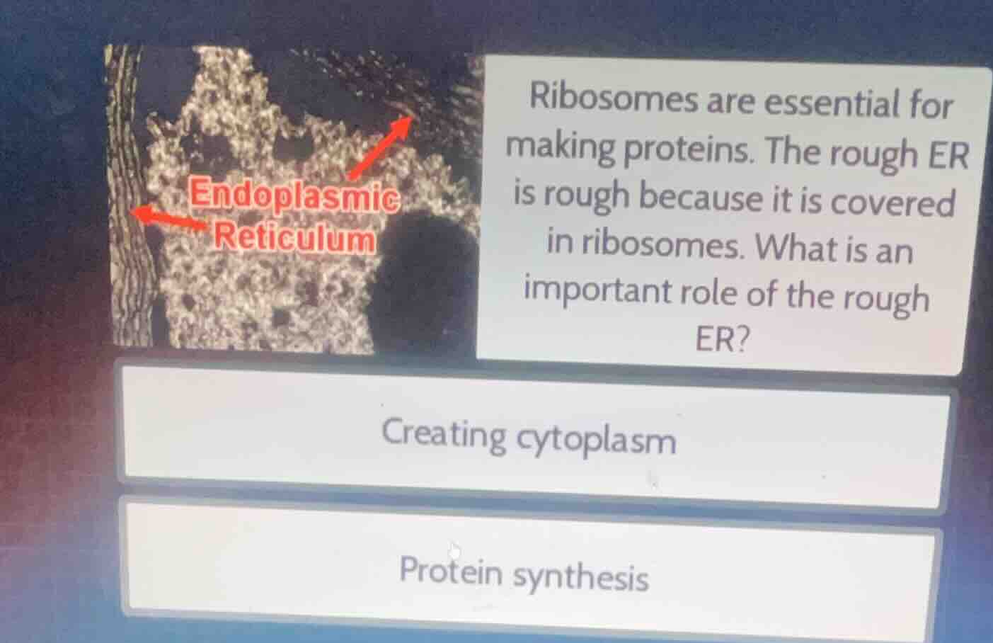 ribosomes are essential for making proteins. the rough er is rough beca…