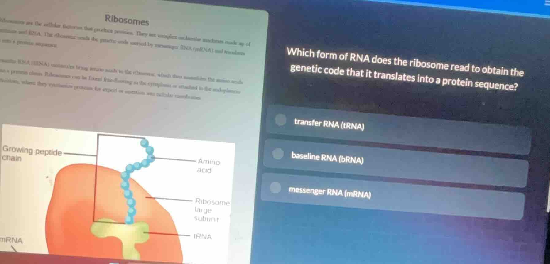 ribosomes text about ribosomes which form of rna does the ribosome read…