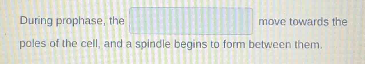 during prophase, the move towards the poles of the cell, and a spindle …