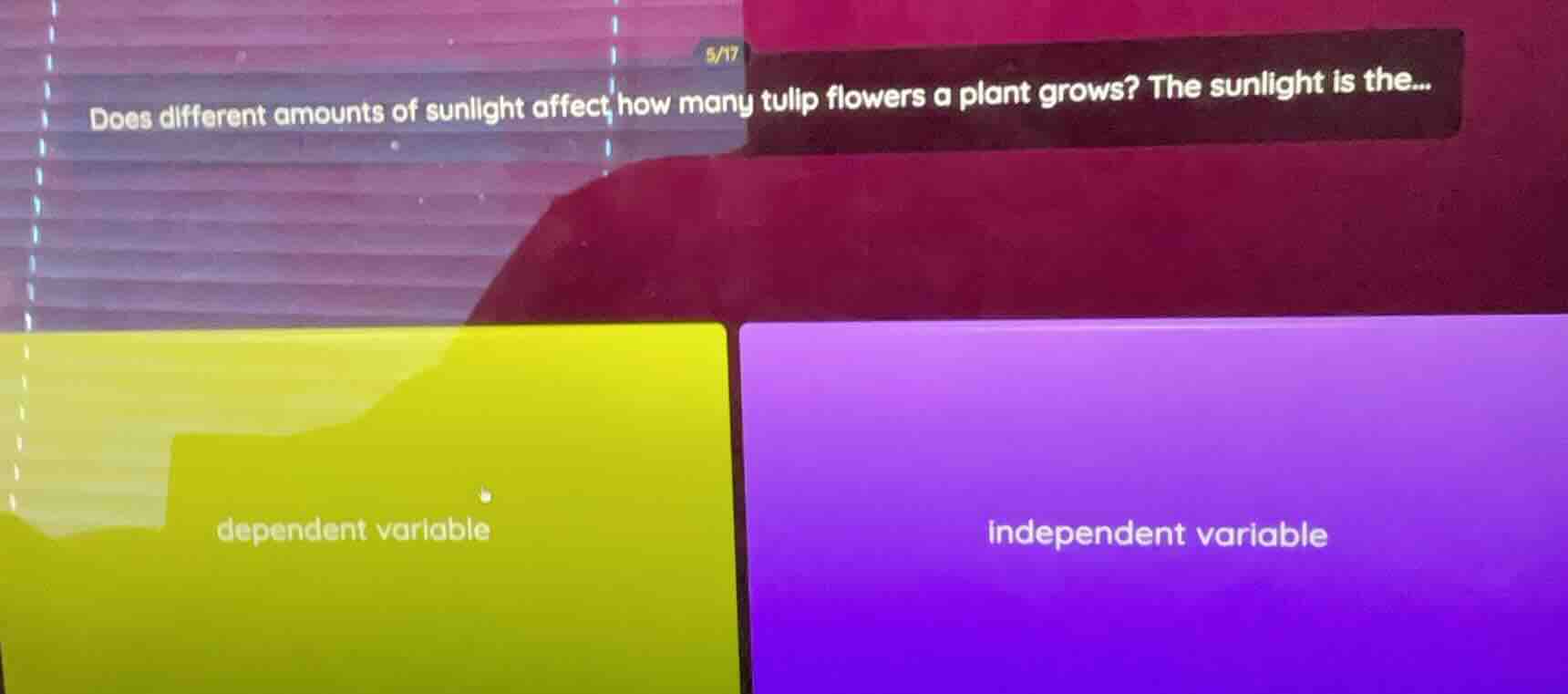 does different amounts of sunlight affect how many tulip flowers a plan…