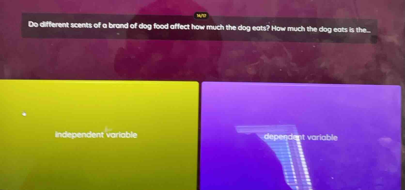 do different scents of a brand of dog food affect how much the dog eats…