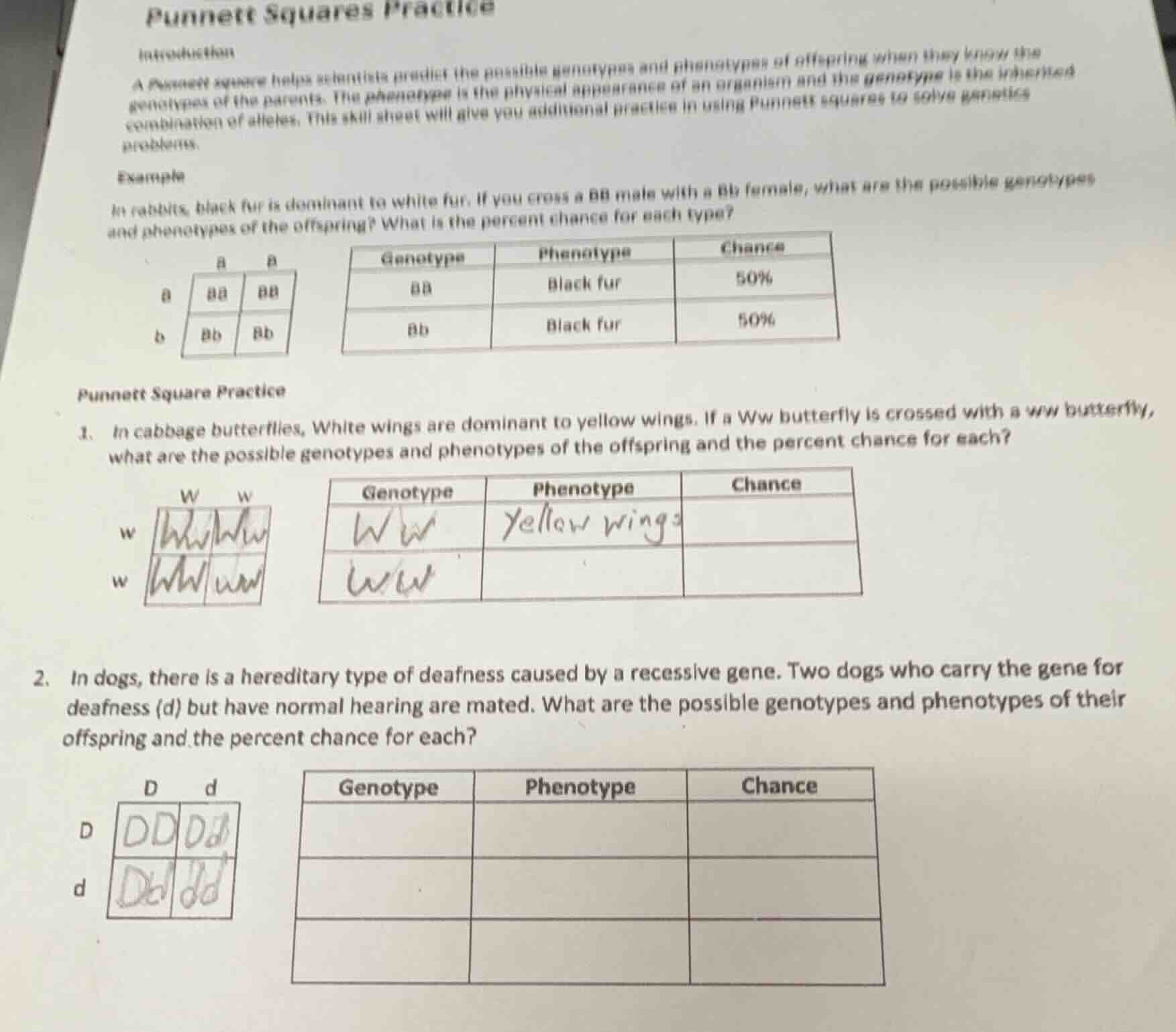 punnett squares practice introduction a punnett square helps scientists…
