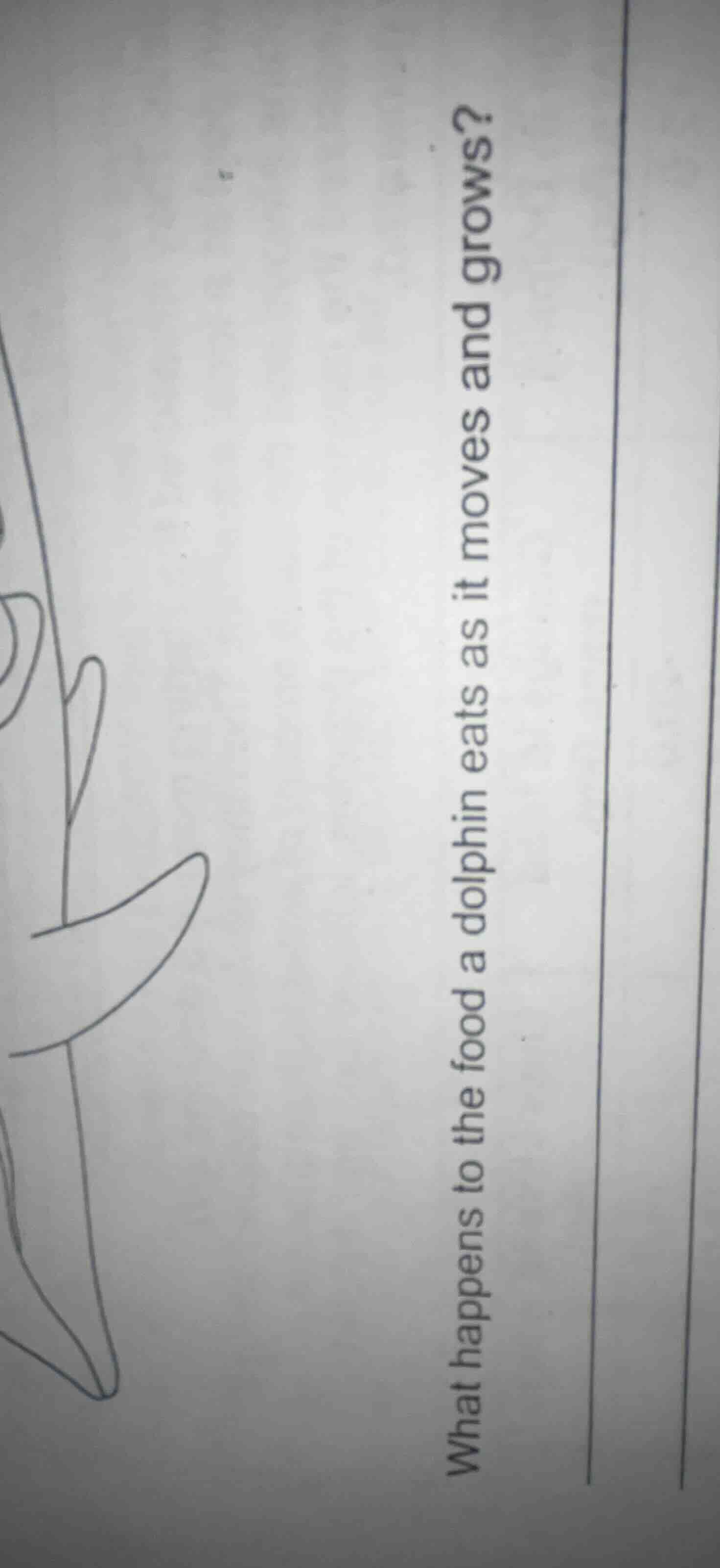 what happens to the food a dolphin eats as it moves and grows?