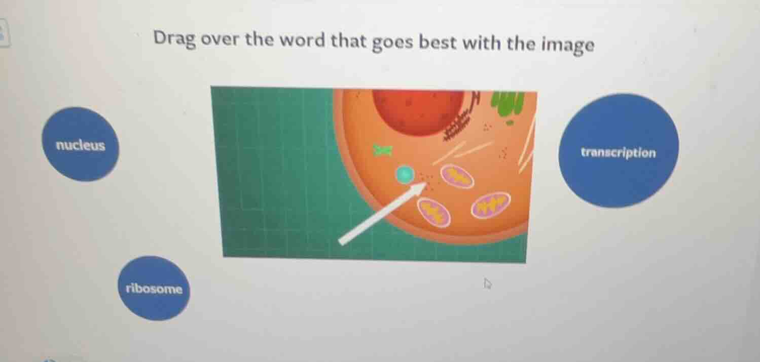 drag over the word that goes best with the image nucleus ribosome trans…