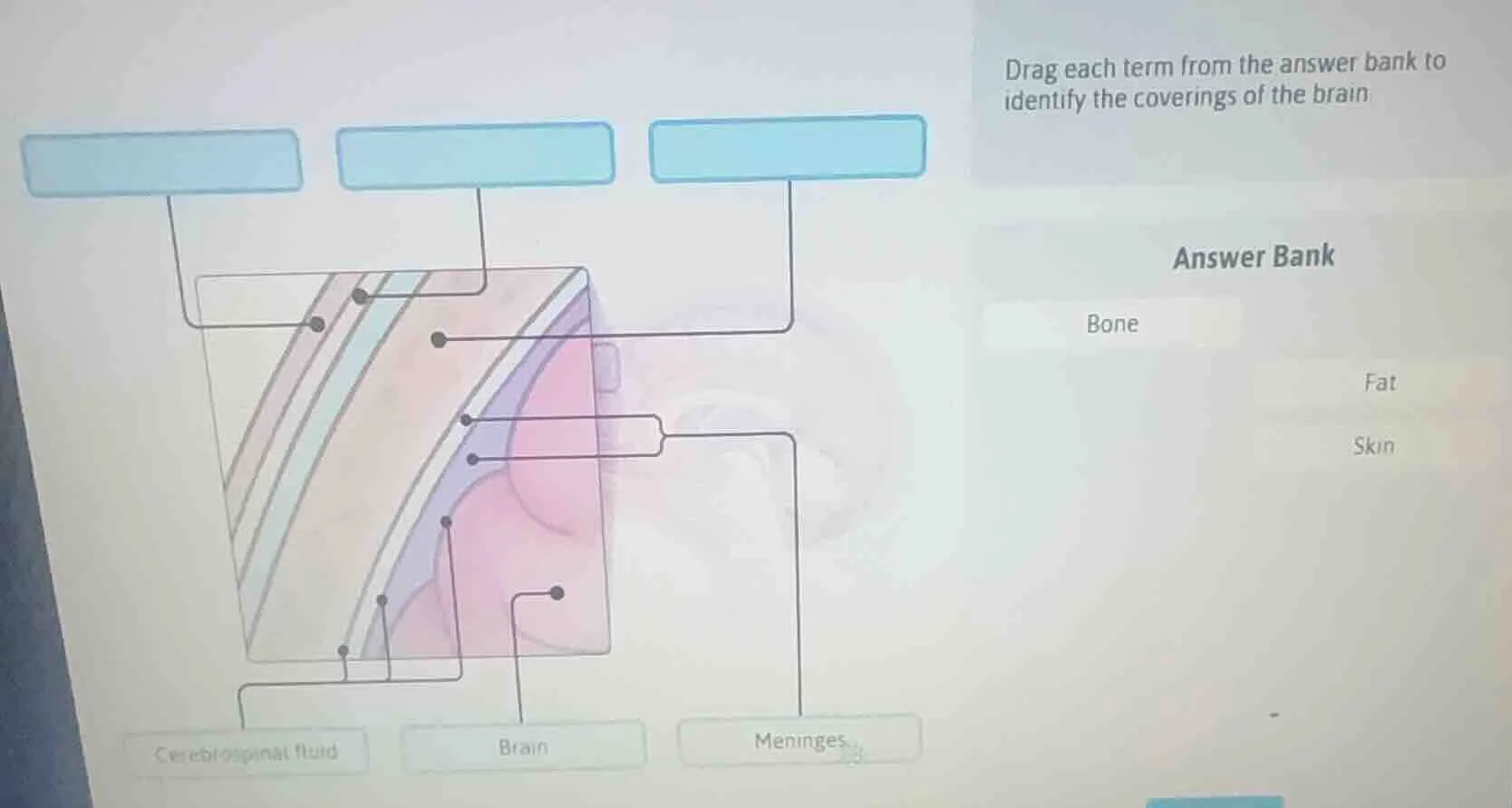 drag each term from the answer bank to identify the coverings of the br…