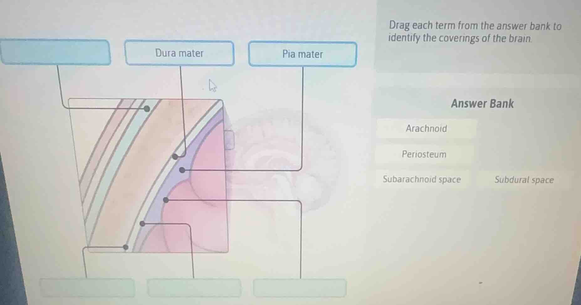 drag each term from the answer bank to identify the coverings of the br…