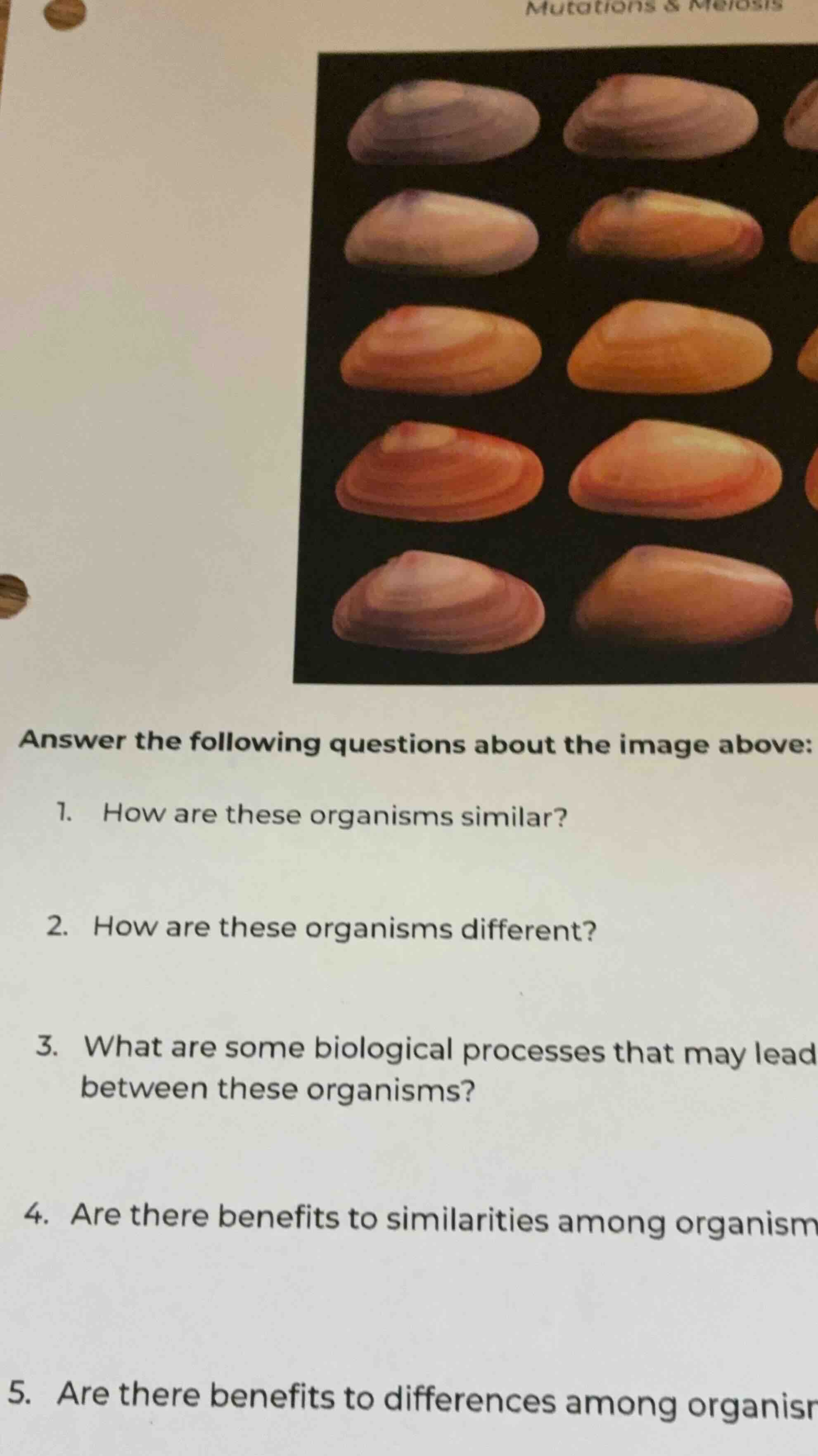 mutations & meiosis answer the following questions about the image abov…