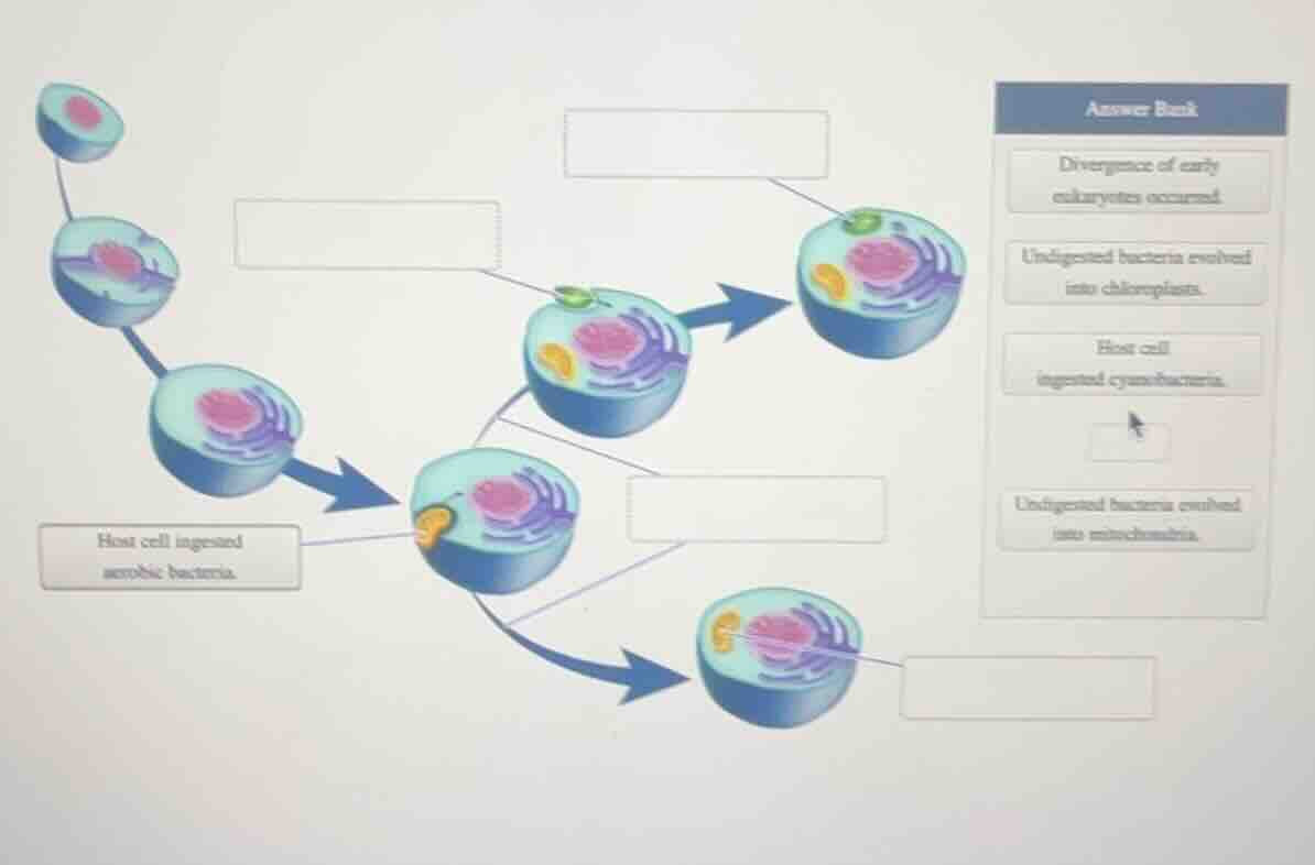 answer bank divergence of early eukaryotes occurred undigested bacteria…