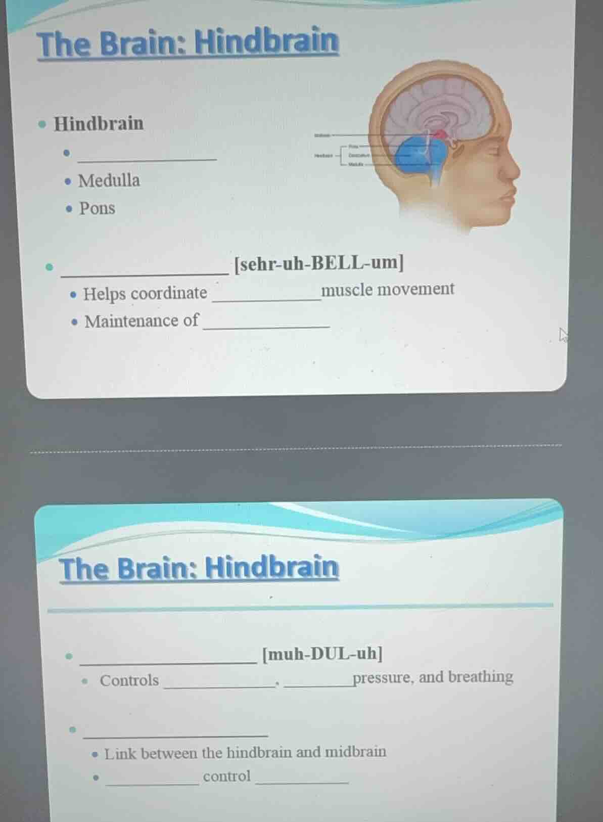 the brain: hindbrain - hindbrain - ______________ - medulla - pons - __…