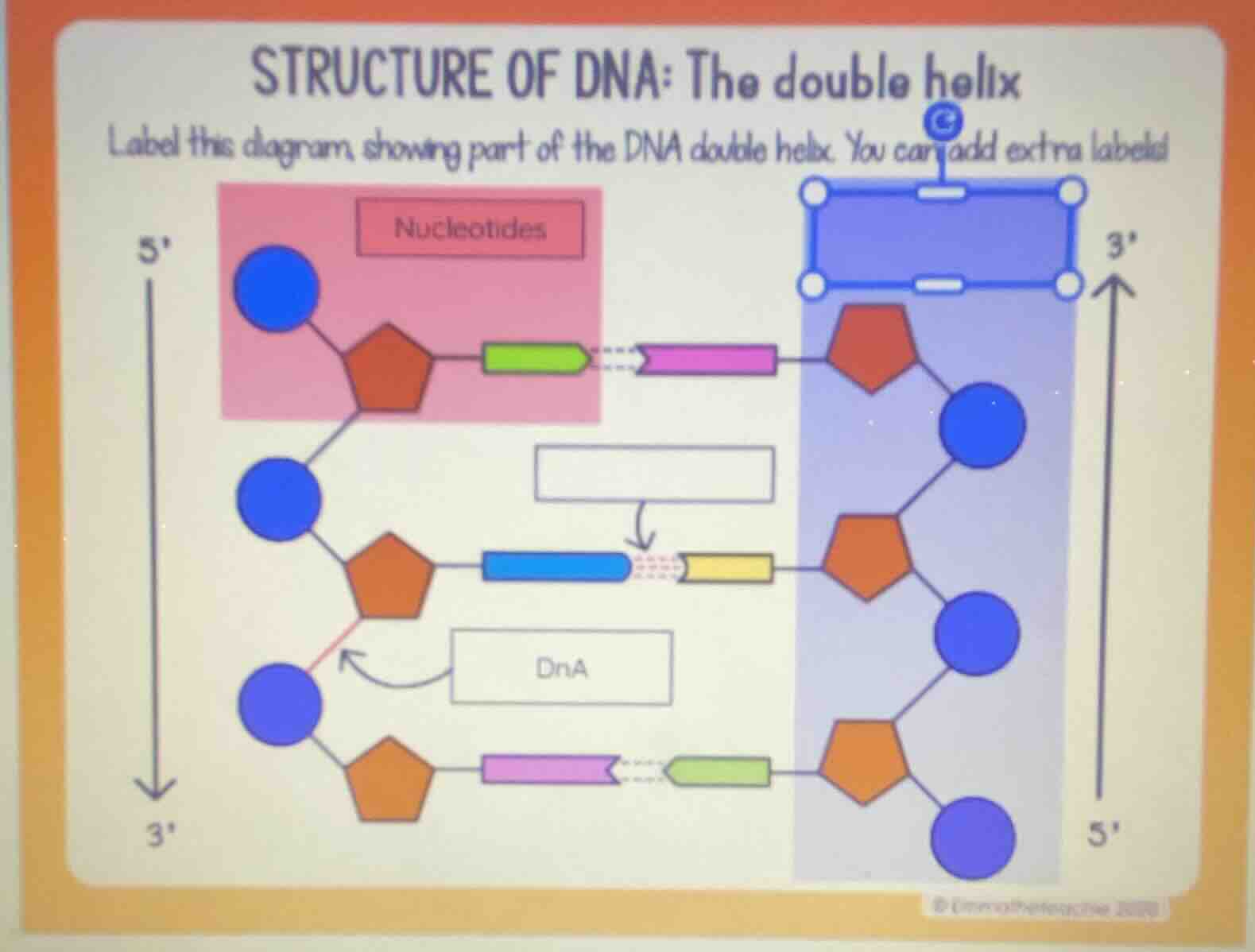 structure of dna: the double helix label this diagram, showing part of …