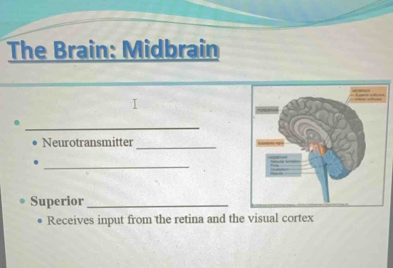 the brain: midbrain - - neurotransmitter - - superior - receives input …