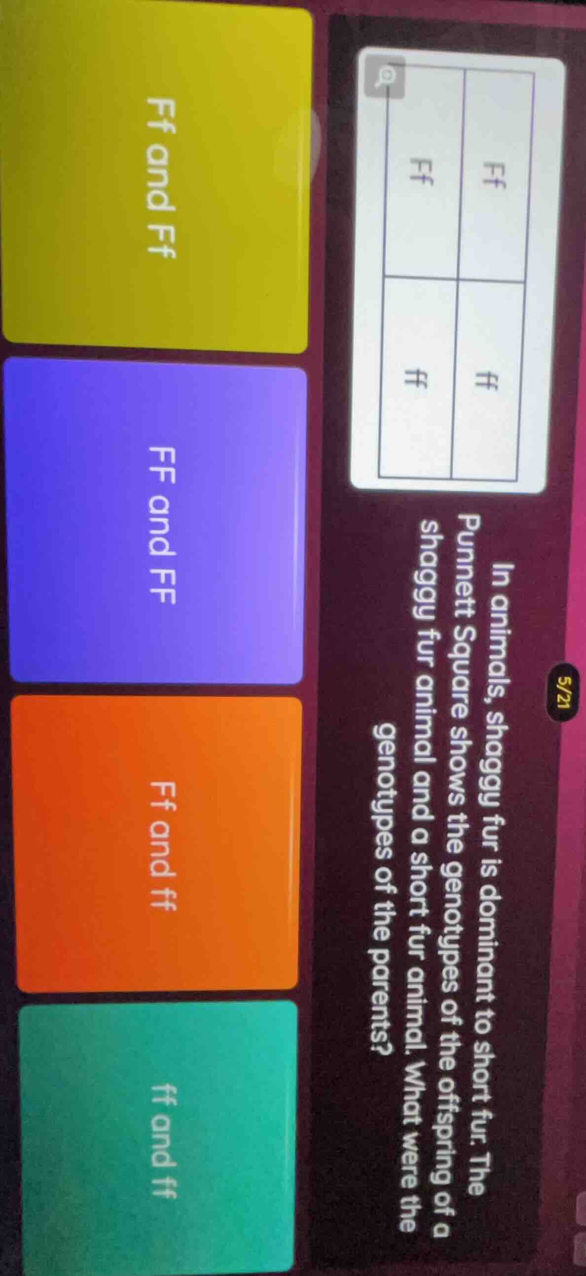 in animals, shaggy fur is dominant to short fur. the punnett square sho…