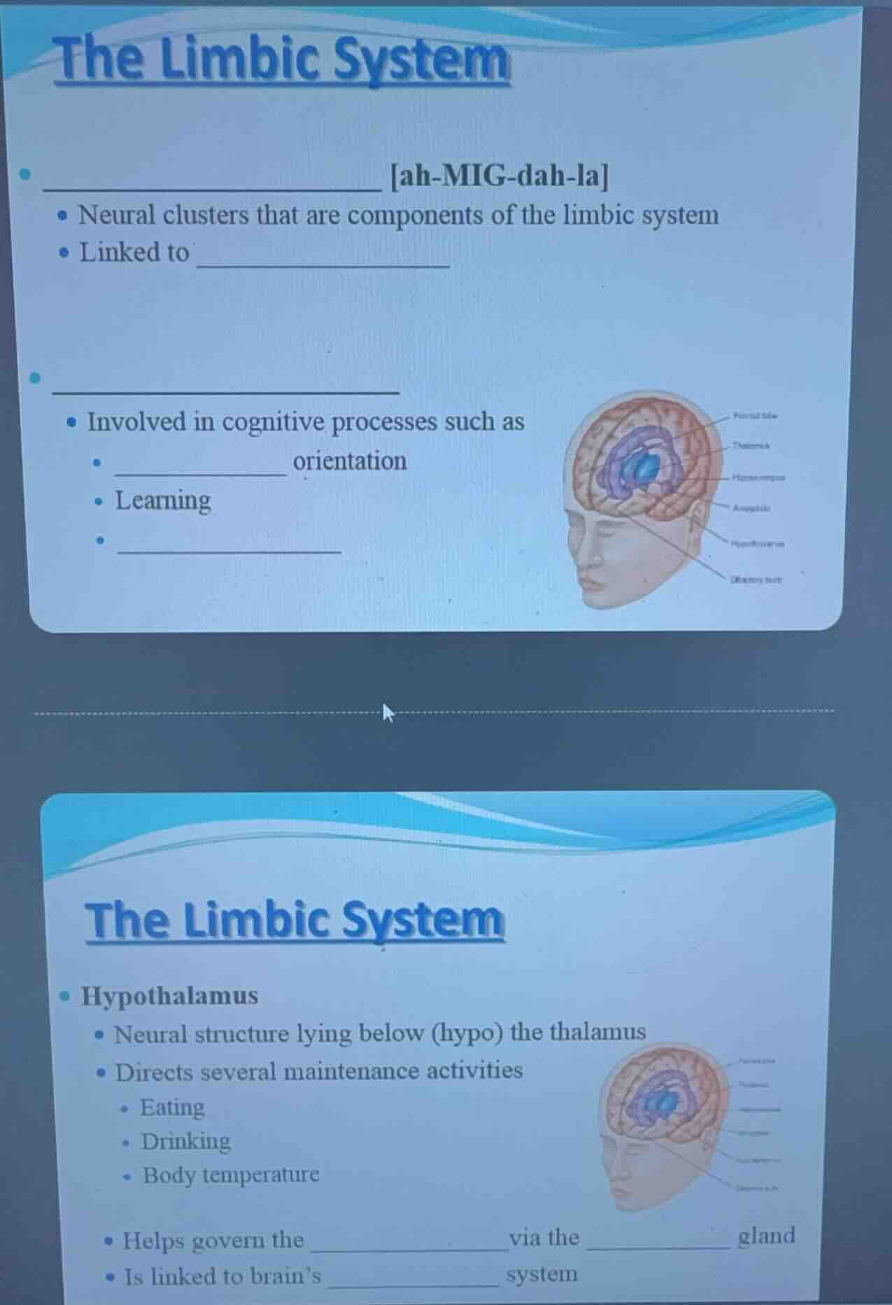 the limbic system __________ ah-mig-dah-la - neural clusters that are c…