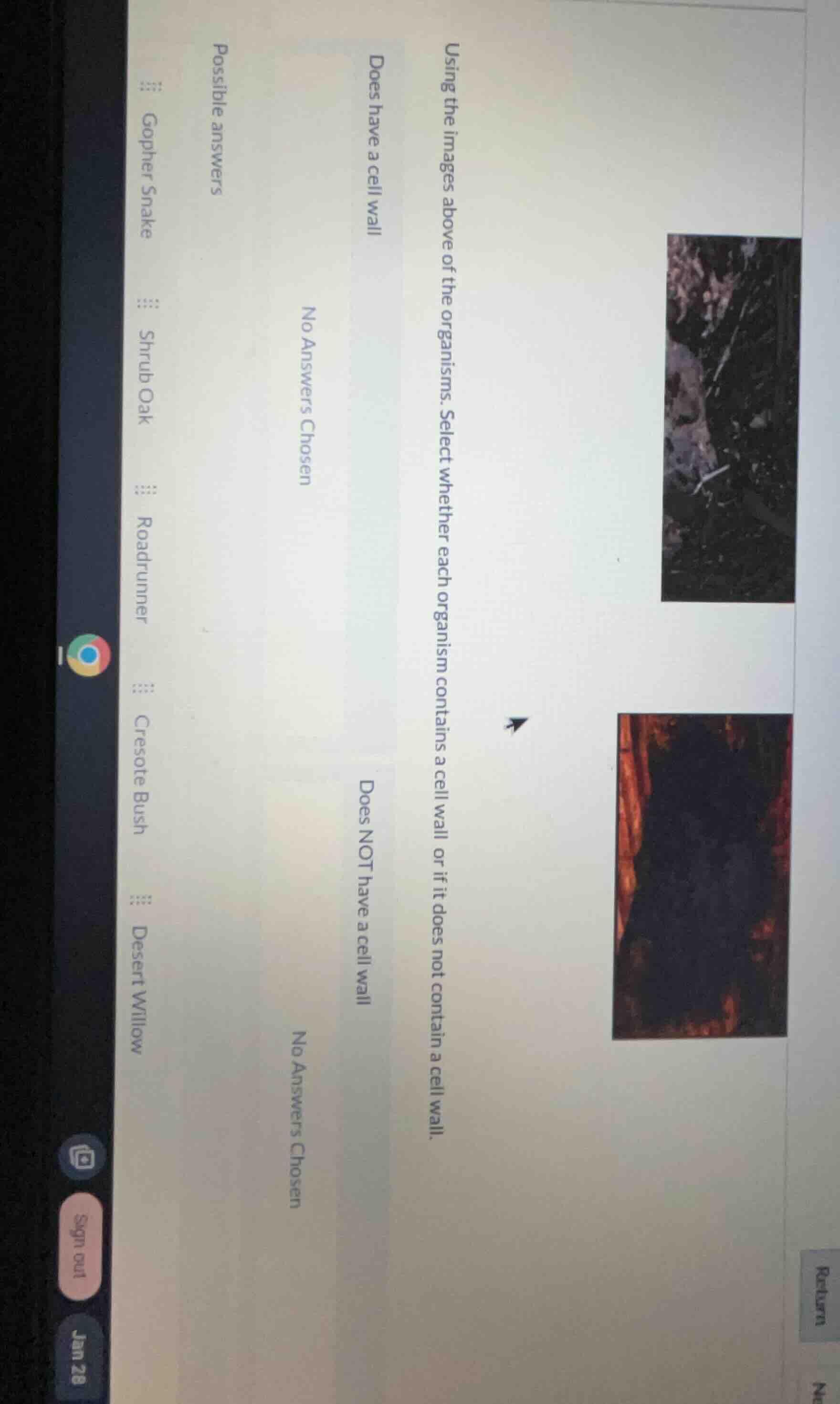 using the images above of the organisms. select whether each organism c…